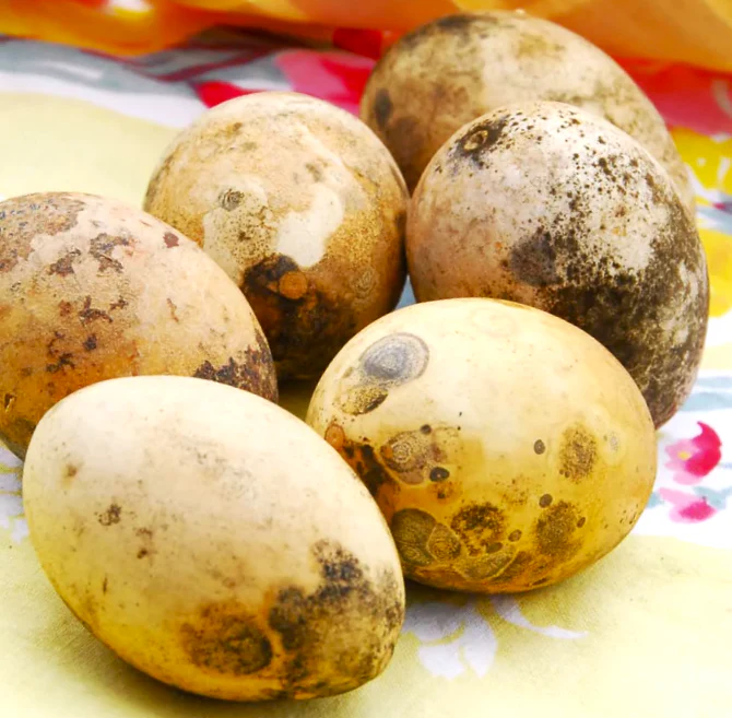 Ozark Nest Egg Ornamental Gourd - Image 9