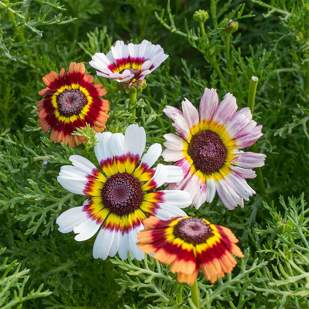 Painted Mix Daisy - Image 3