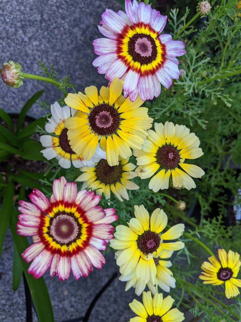 Painted Mix Daisy - Image 4