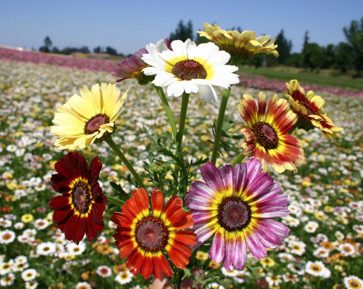 Painted Mix Daisy - Image 5