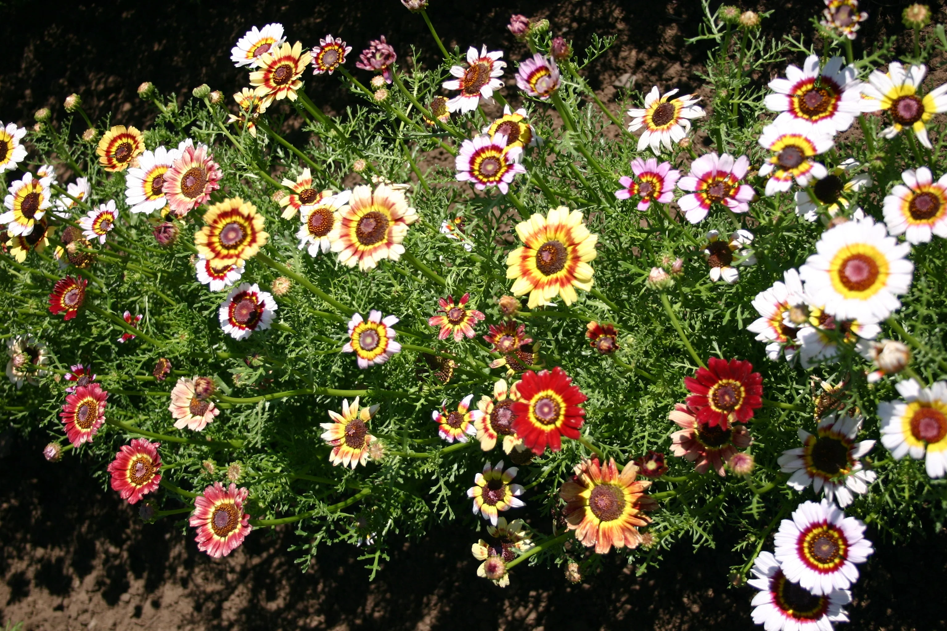 Painted Mix Daisy - Image 7
