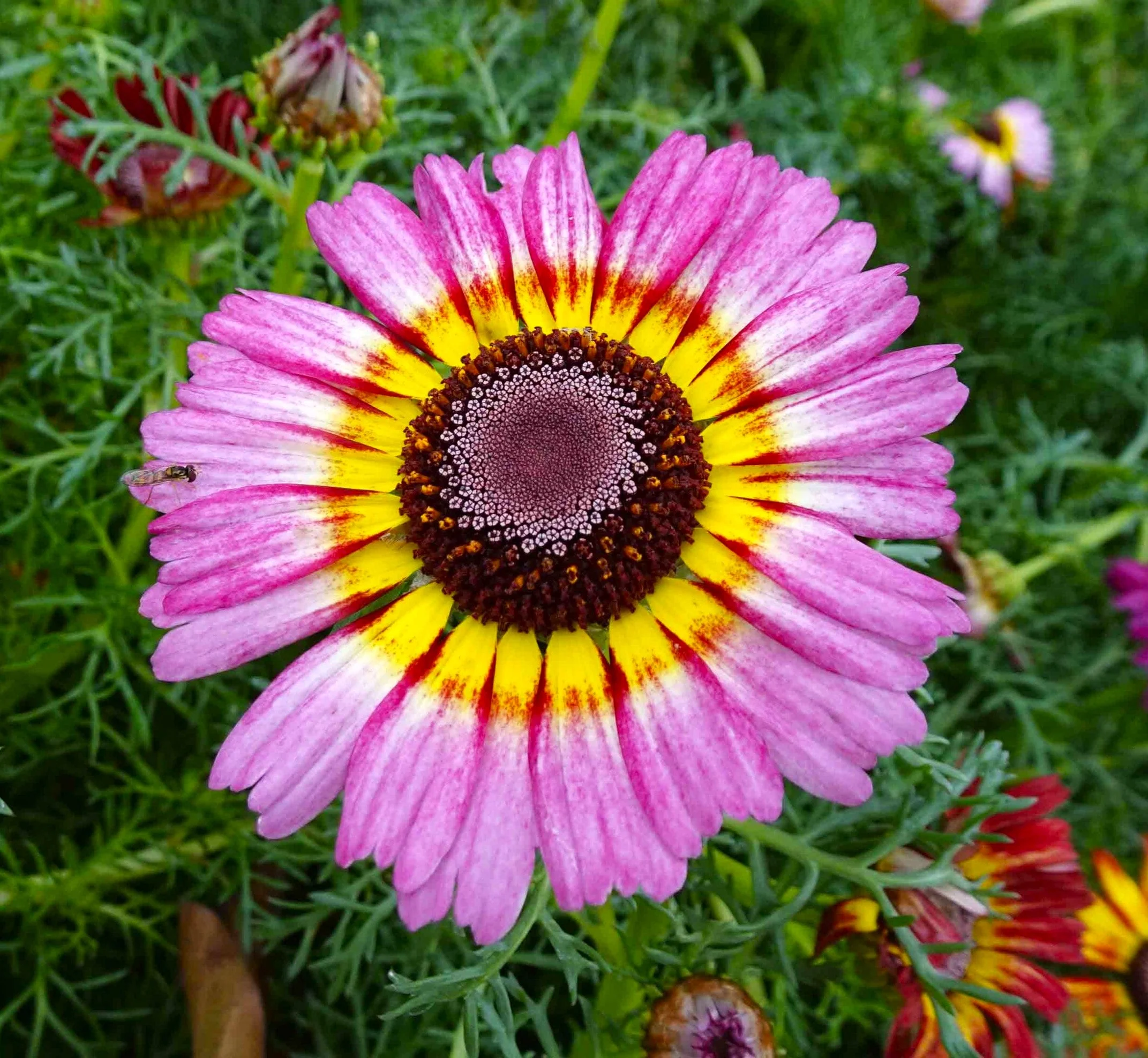 Painted Mix Daisy - Image 8