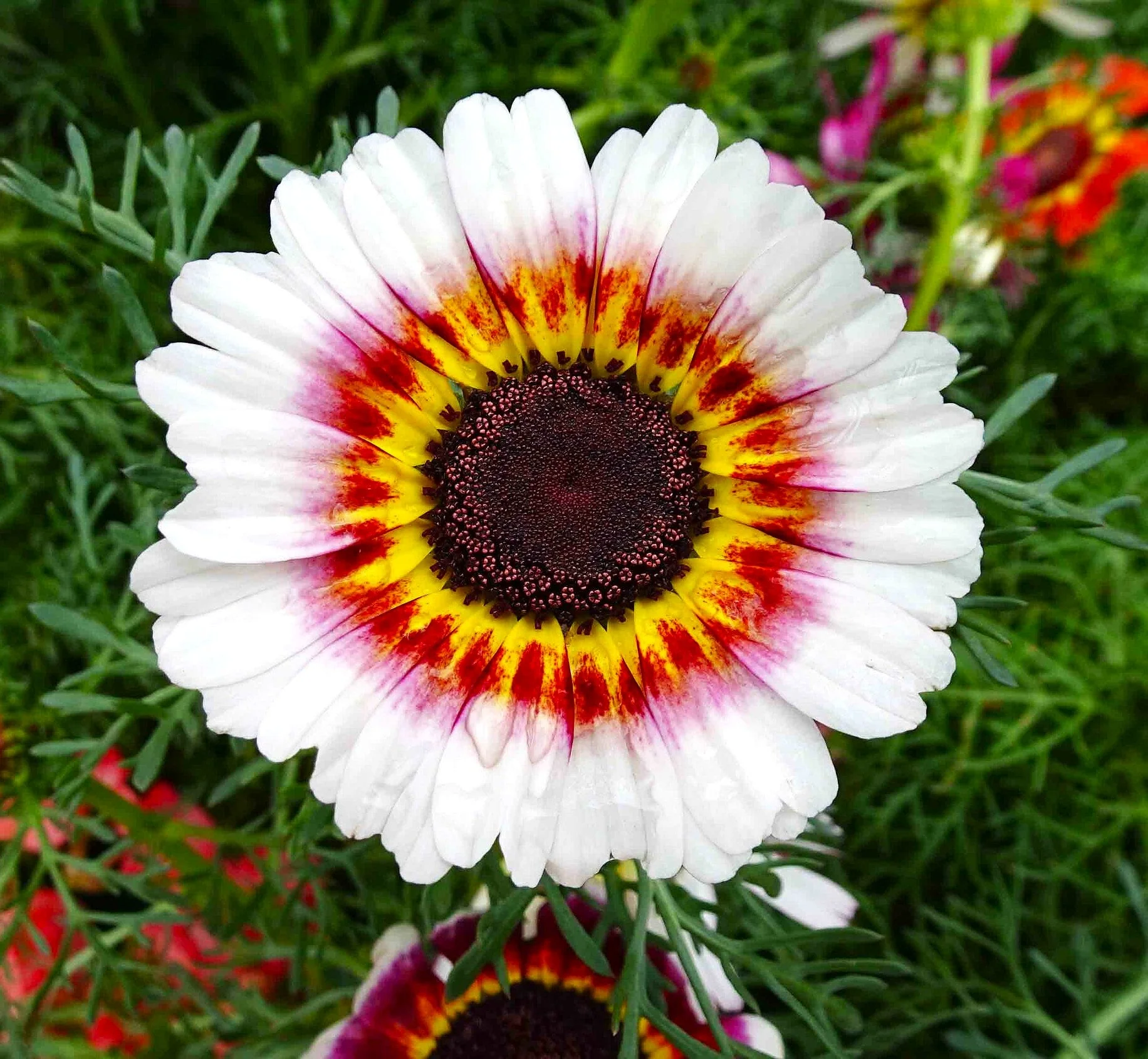 Painted Mix Daisy - Image 9