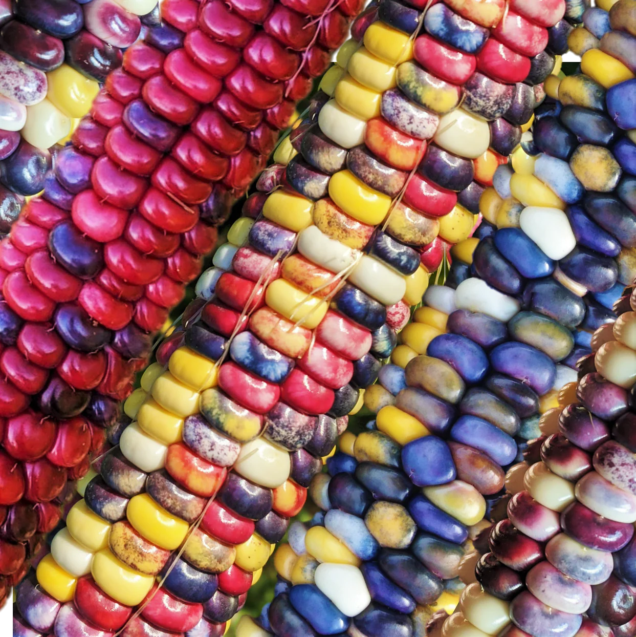 Painted Mountain Ornamental Corn (USDA Organic)