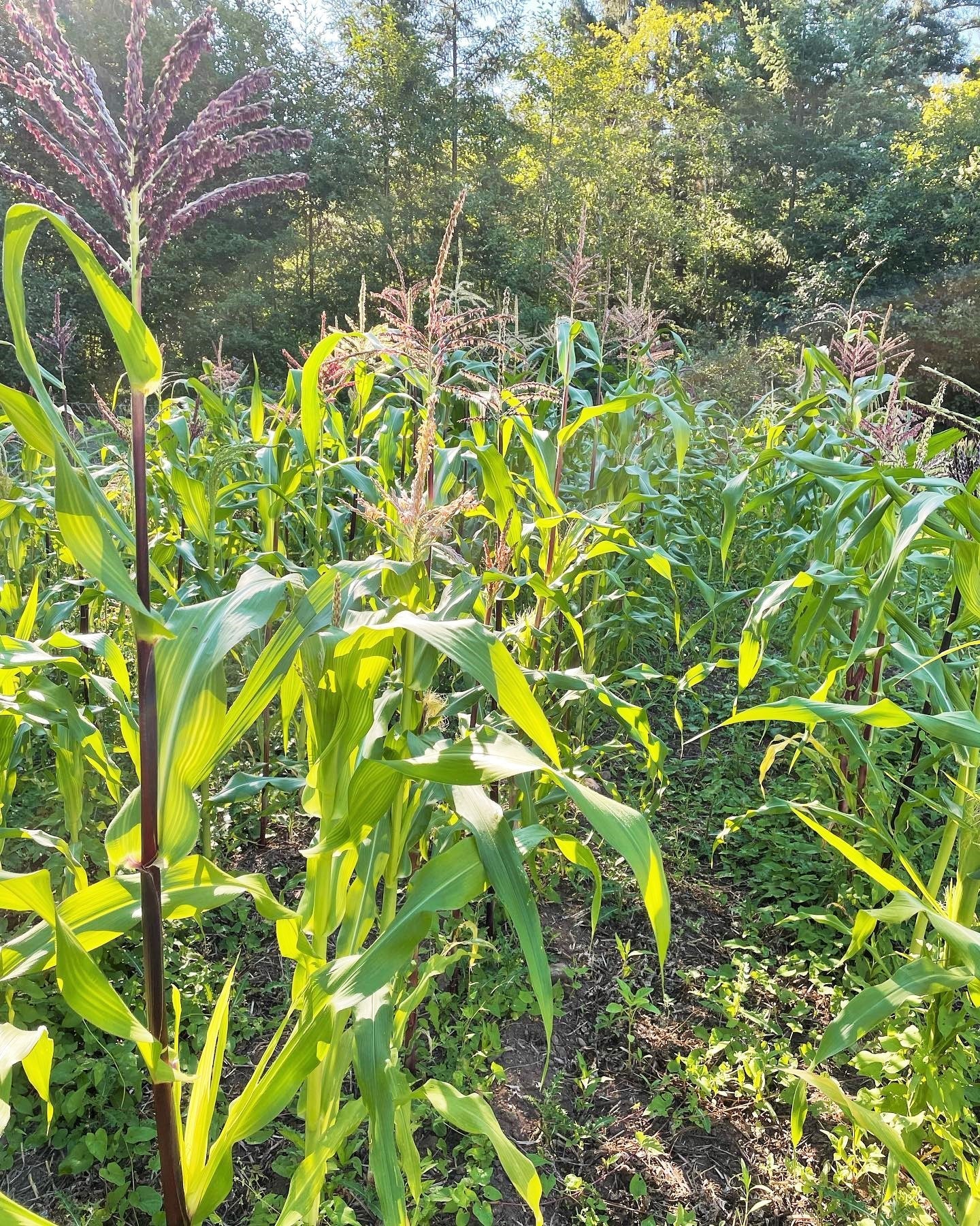 Painted Mountain Ornamental Corn (USDA Organic) - Image 2