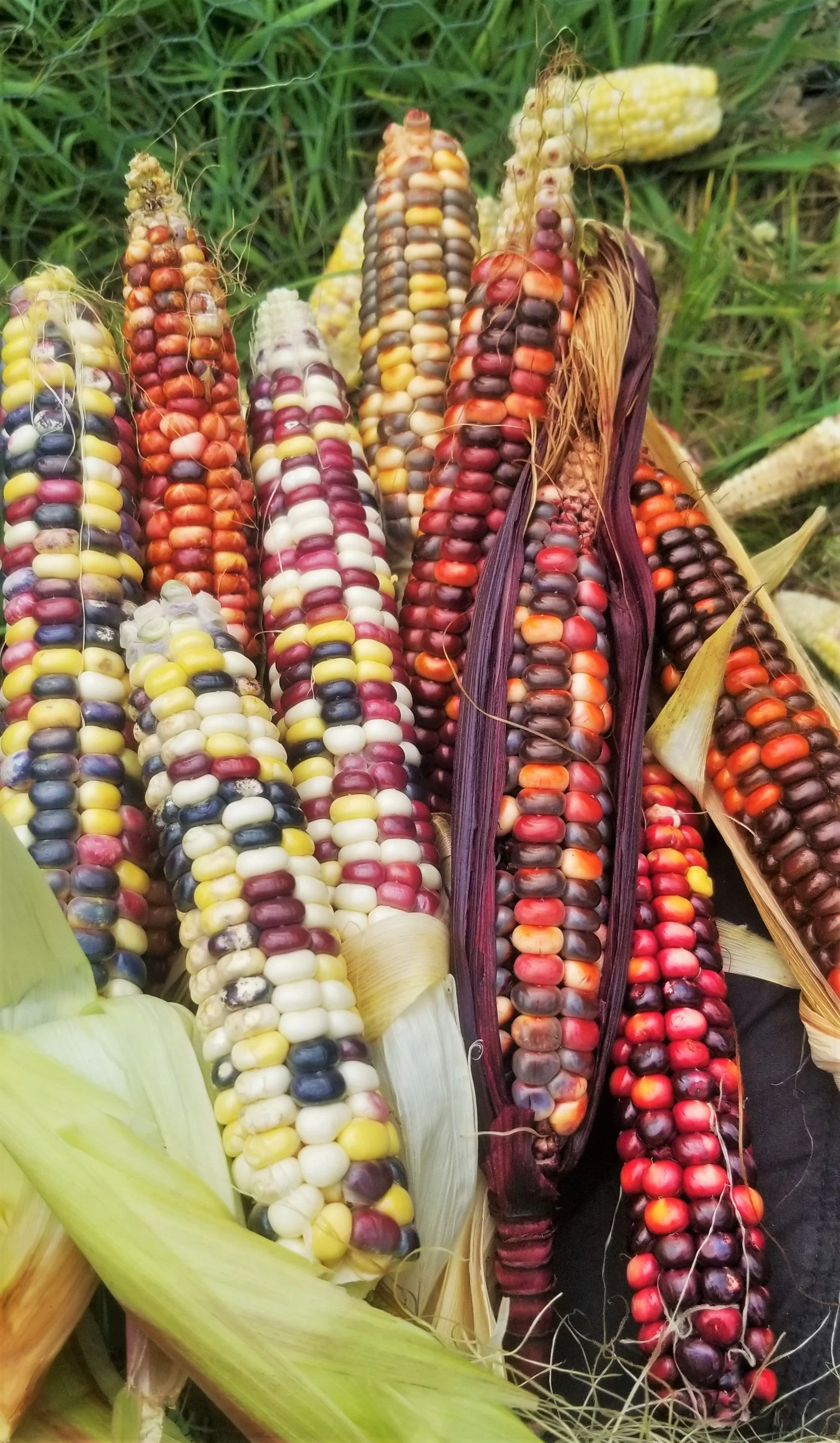 Painted Mountain Ornamental Corn (USDA Organic) - Image 3