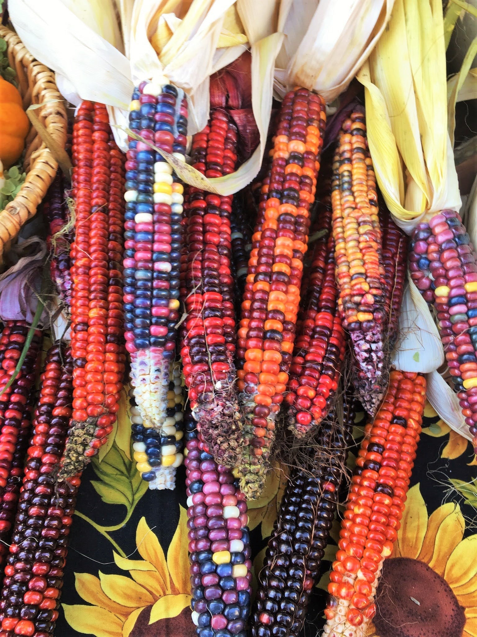 Painted Mountain Ornamental Corn (USDA Organic) - Image 5