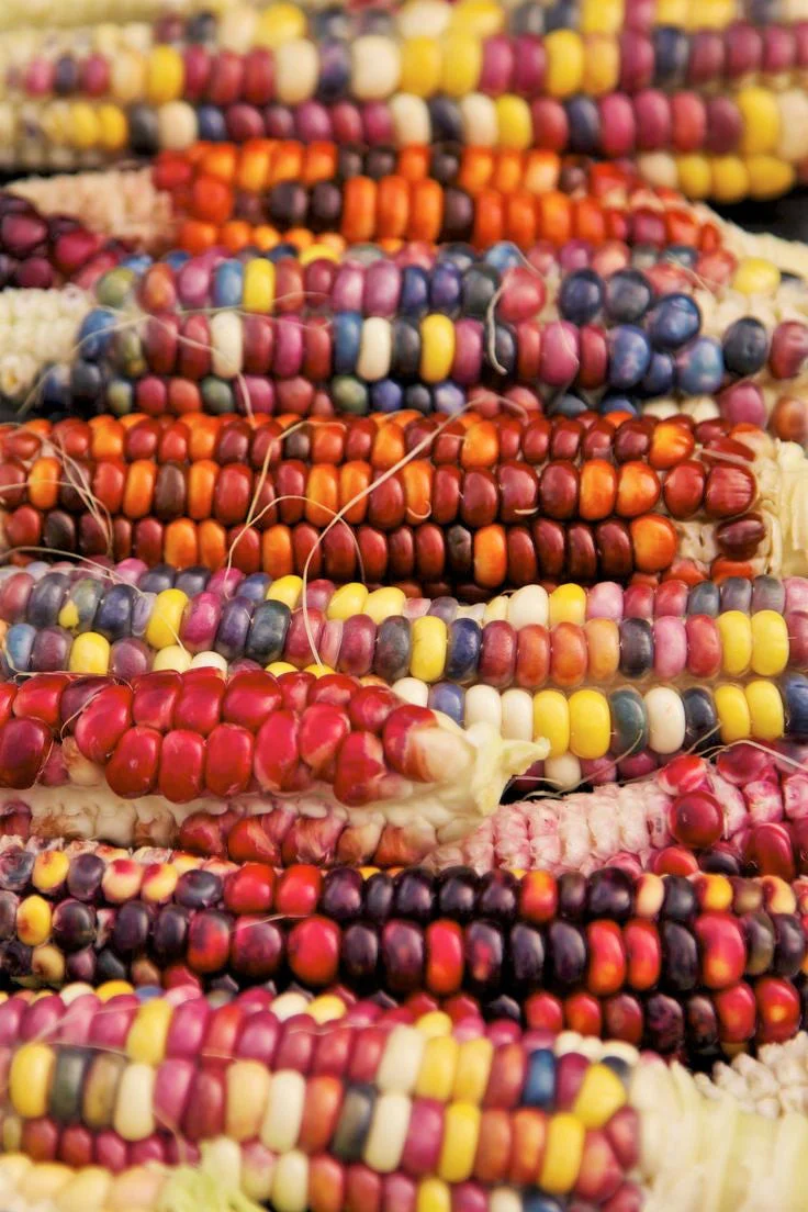 Painted Mountain Ornamental Corn (USDA Organic) - Image 7