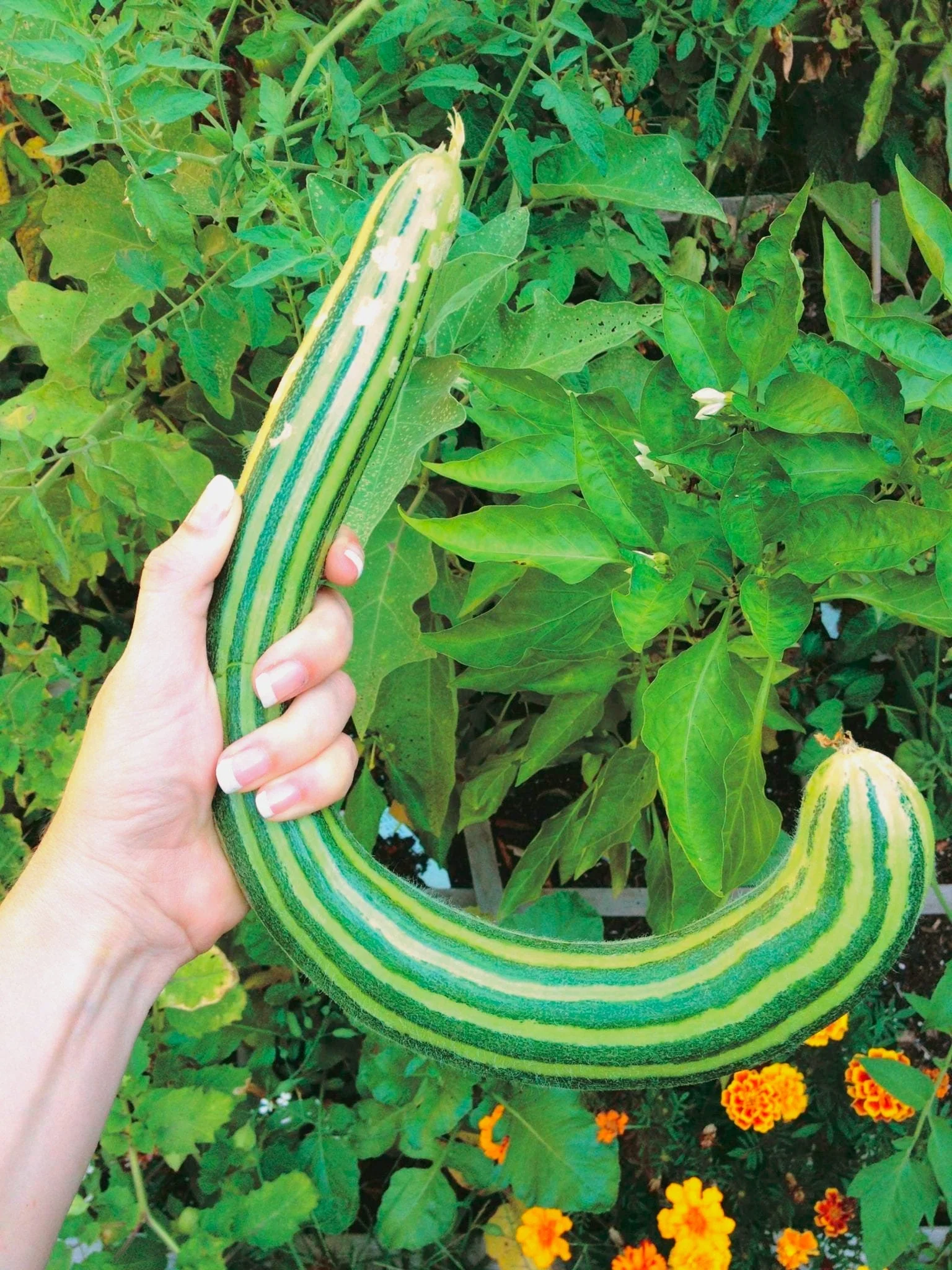 Painted Serpent Striped Armenian Cucumber - Image 3