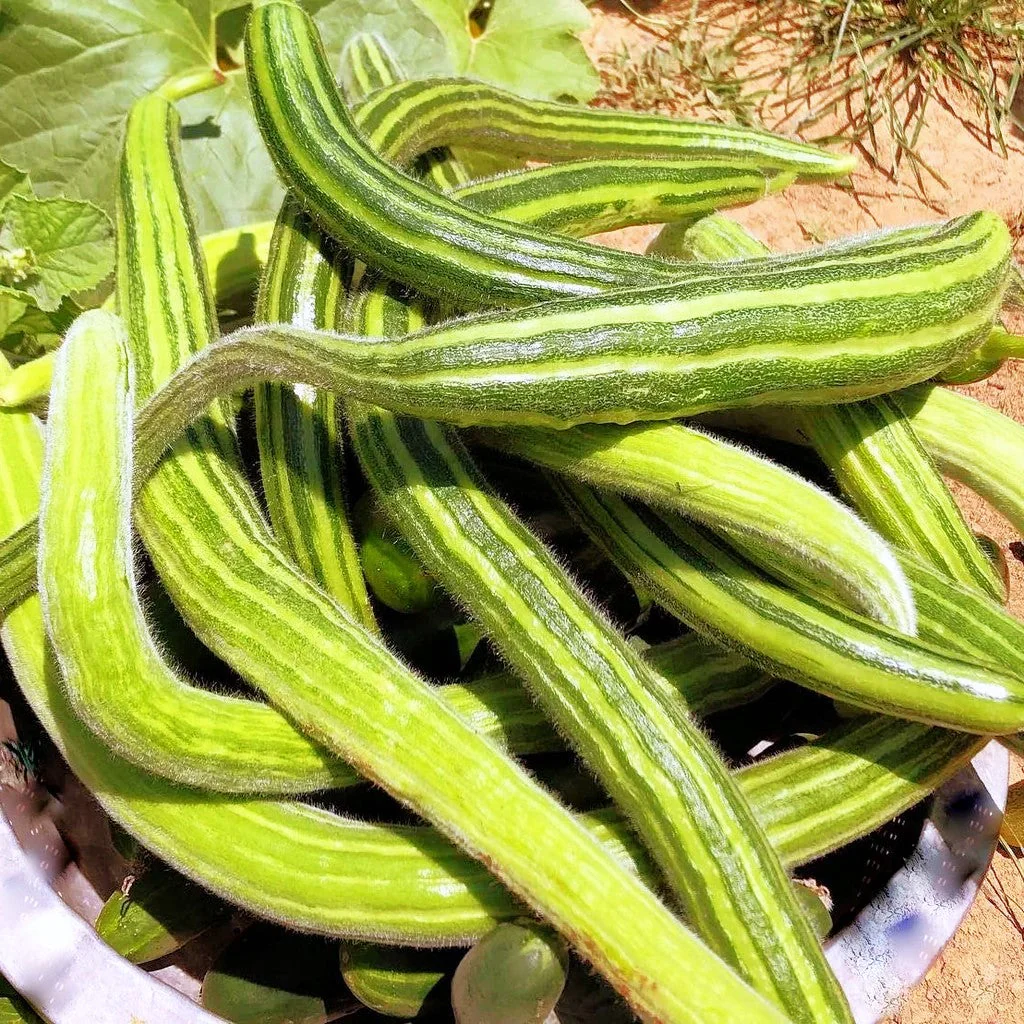 Painted Serpent Striped Armenian Cucumber - Image 4
