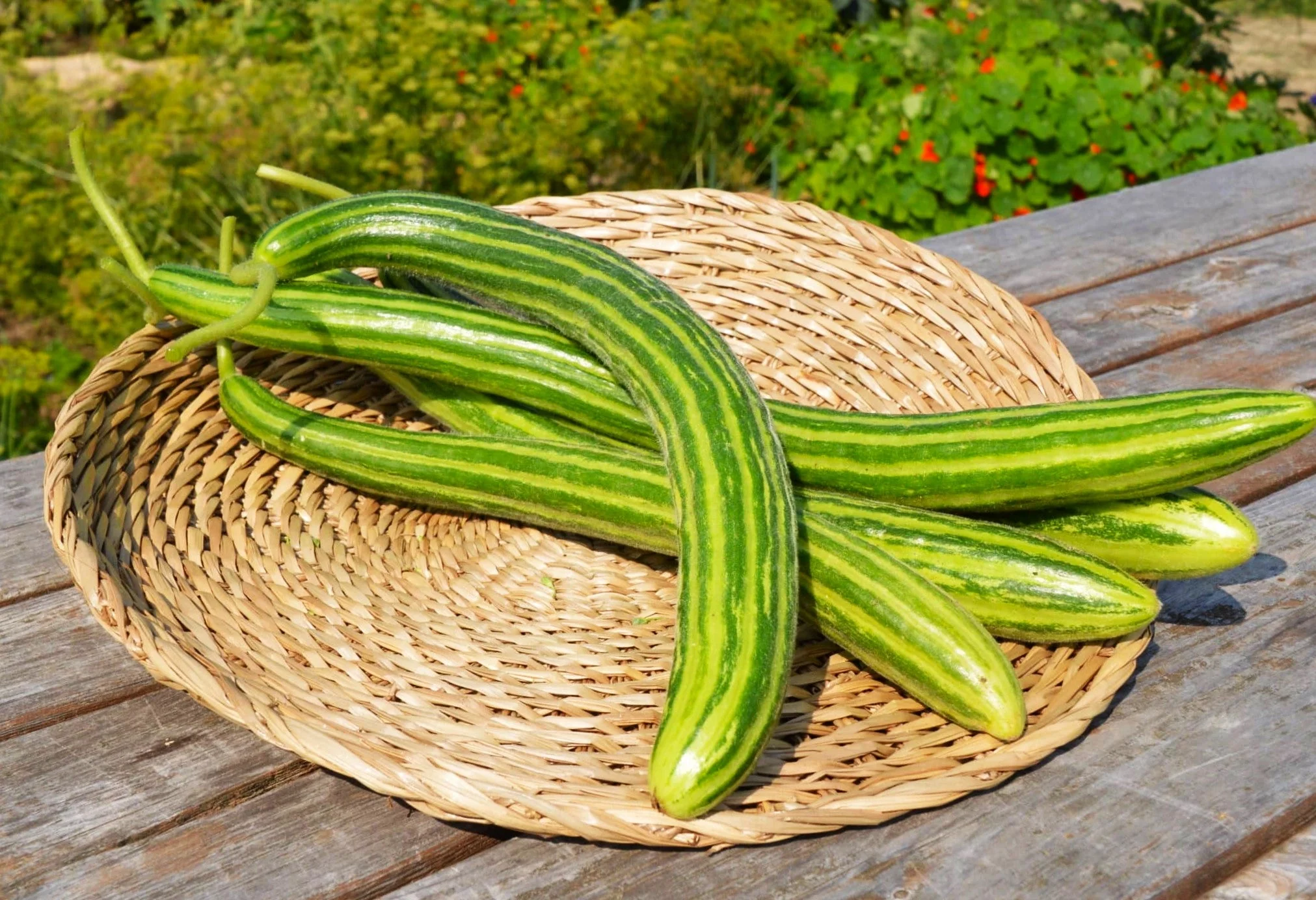 Painted Serpent Striped Armenian Cucumber - Image 5