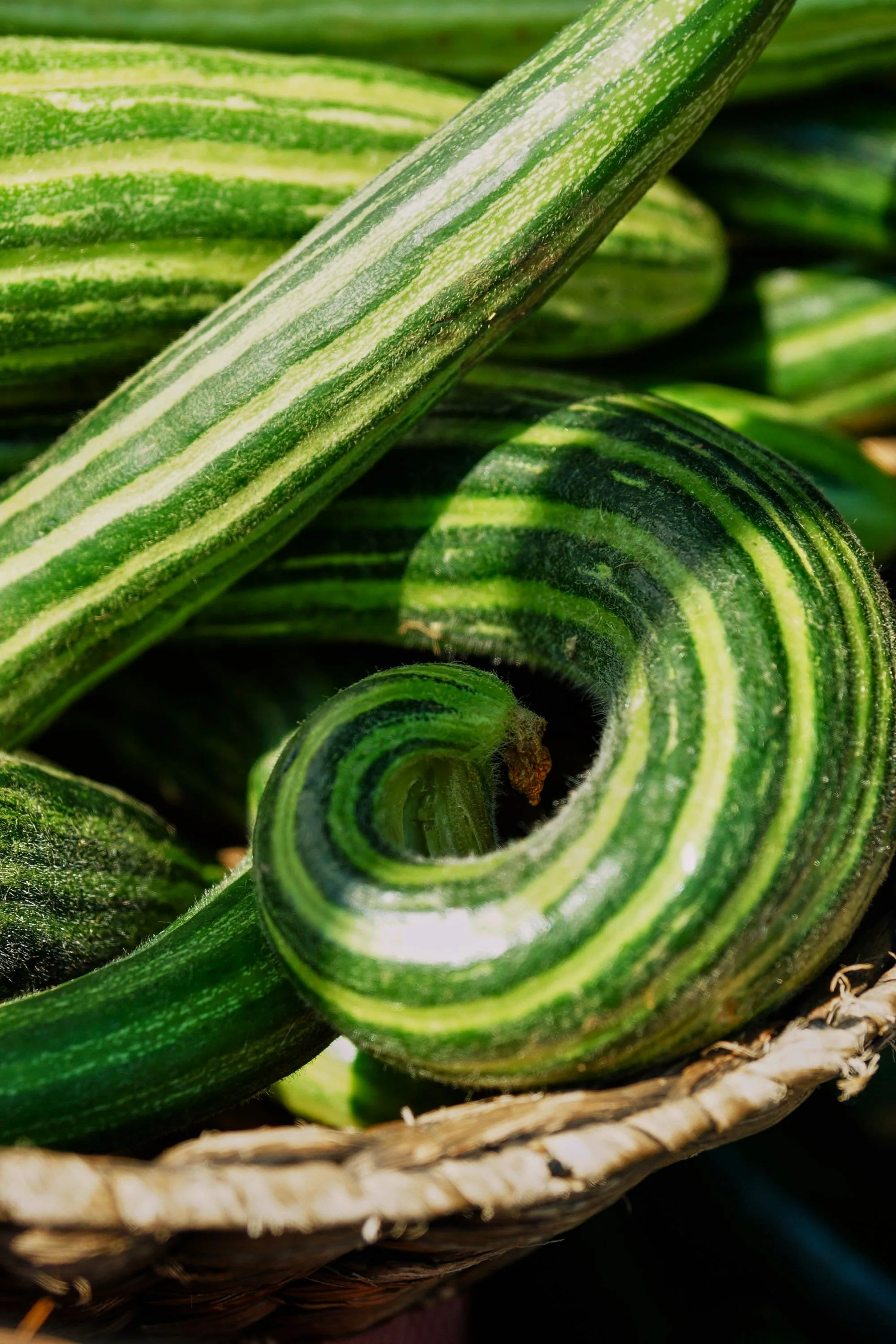 Painted Serpent Striped Armenian Cucumber - Image 6