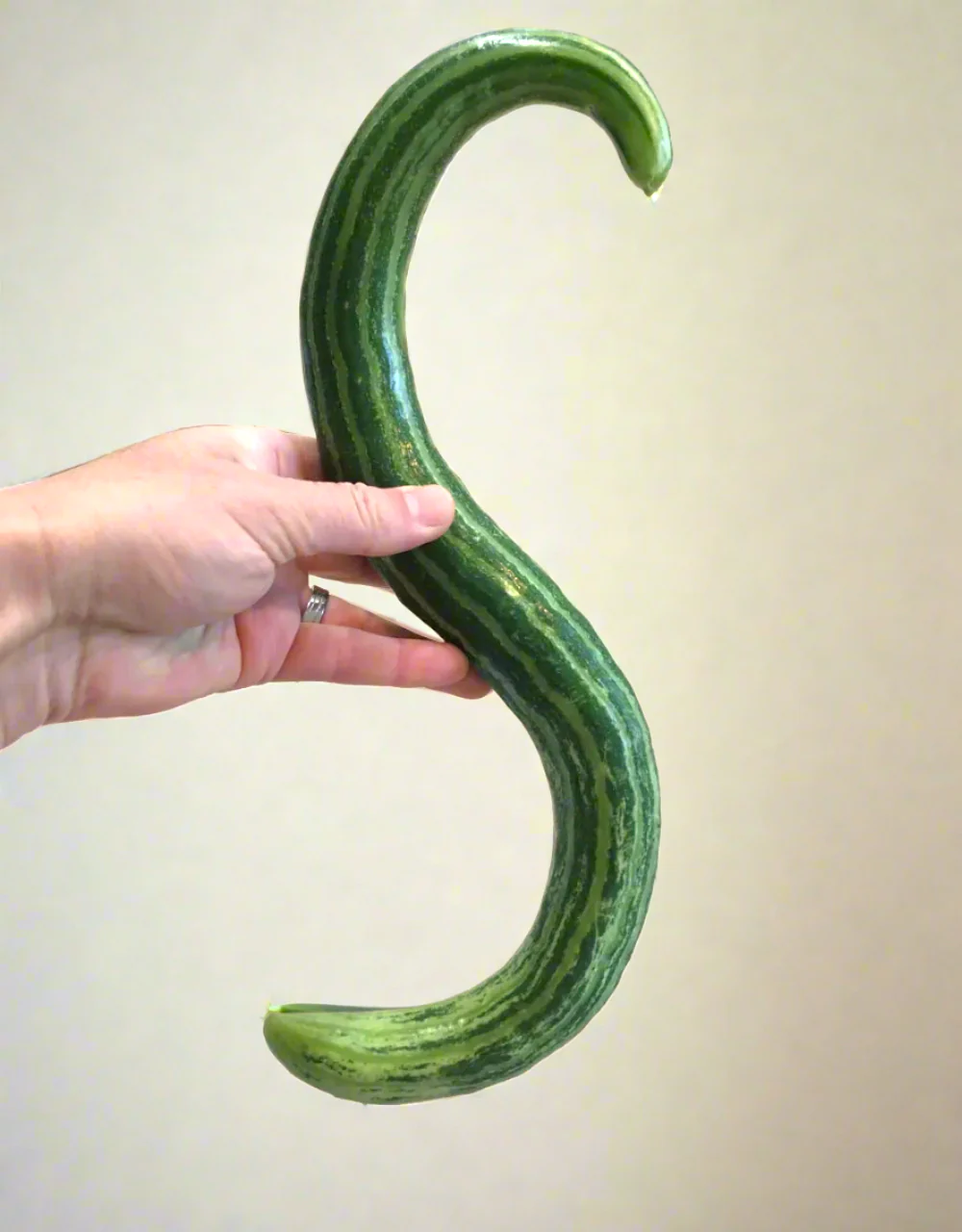 Painted Serpent Striped Armenian Cucumber - Image 9