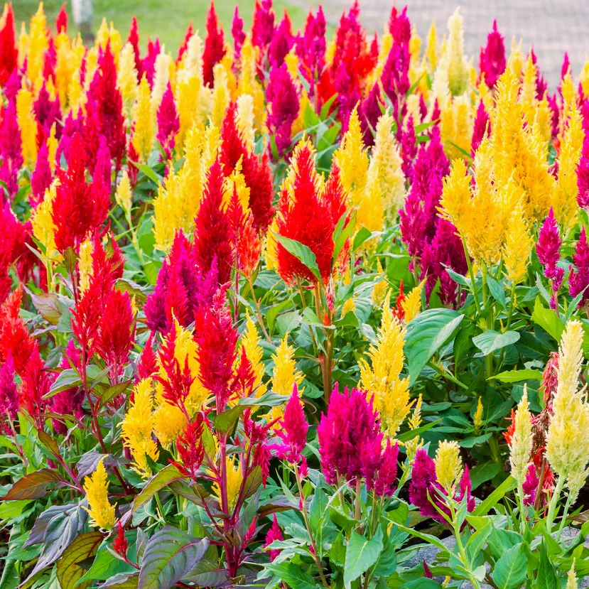 Pampas Plume Mix Celosia