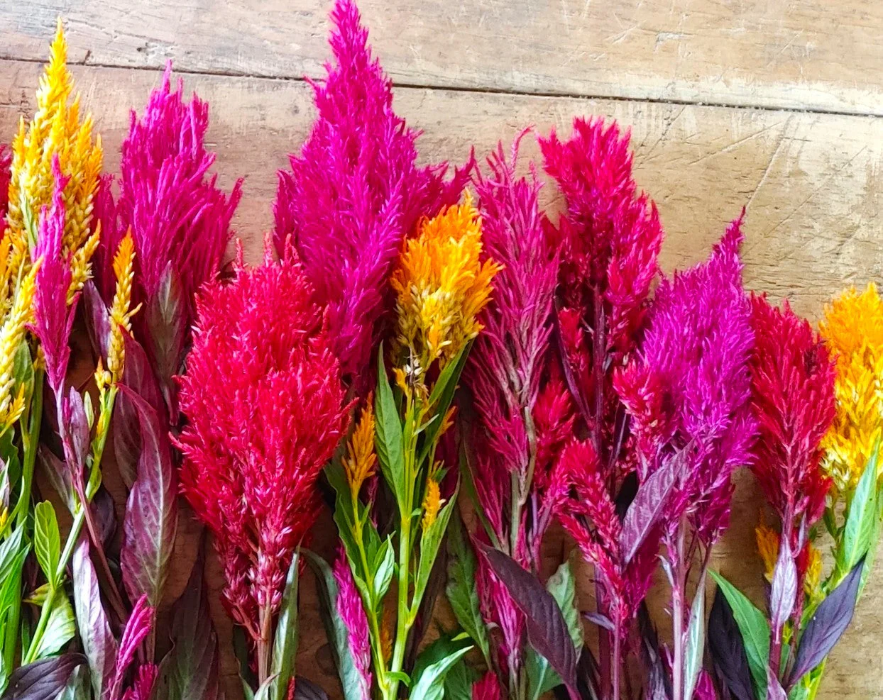 Pampas Plume Mix Celosia - Image 10