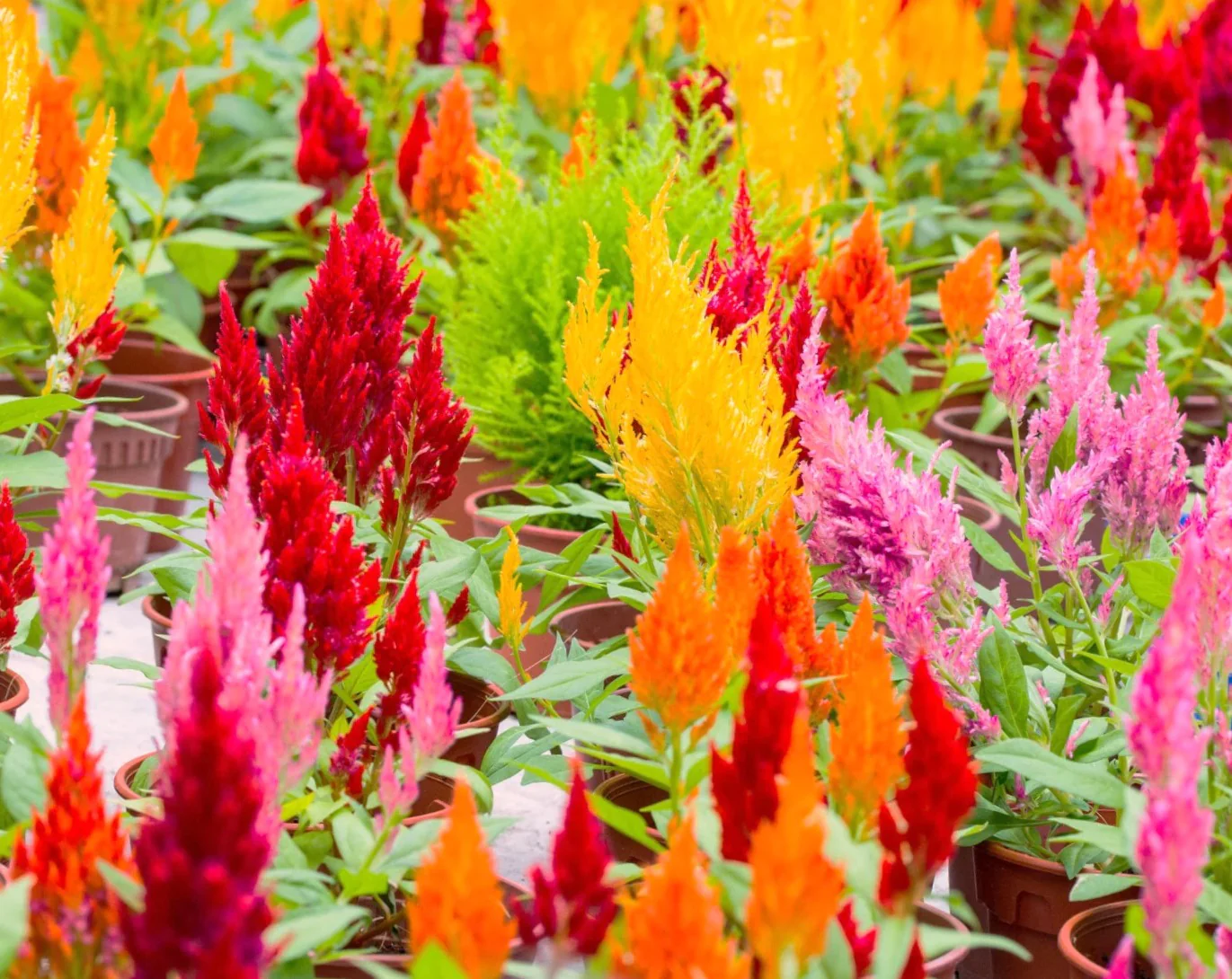 Pampas Plume Mix Celosia - Image 2