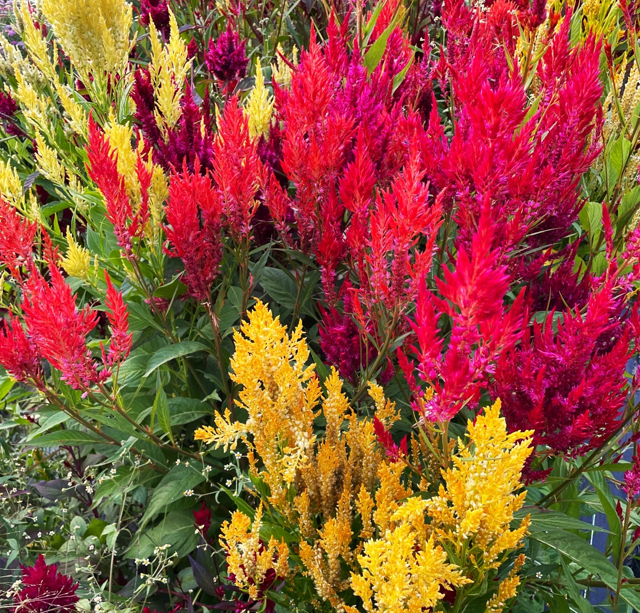 Pampas Plume Mix Celosia - Image 4