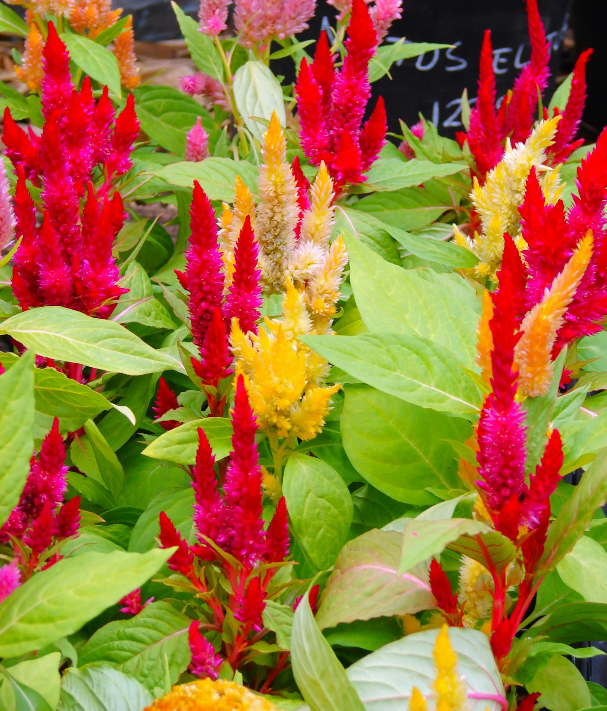 Pampas Plume Mix Celosia - Image 5