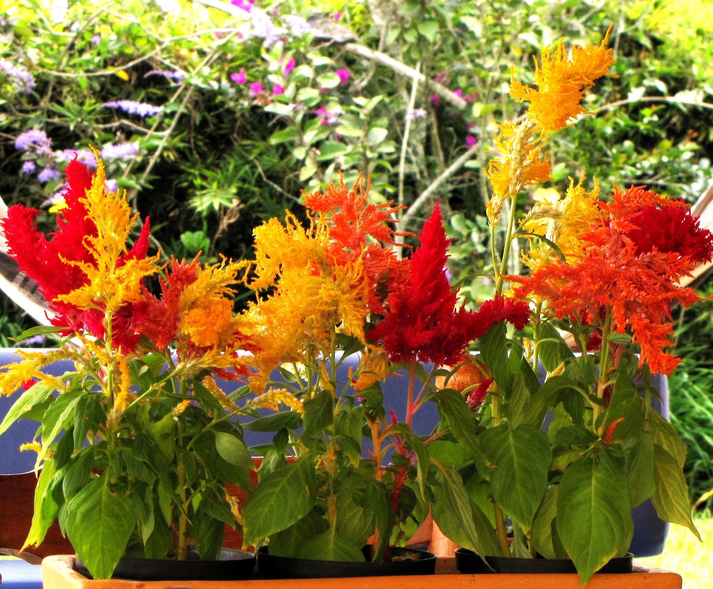 Pampas Plume Mix Celosia - Image 6