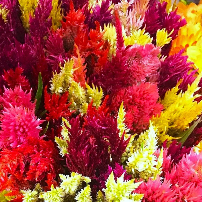 Pampas Plume Mix Celosia - Image 7