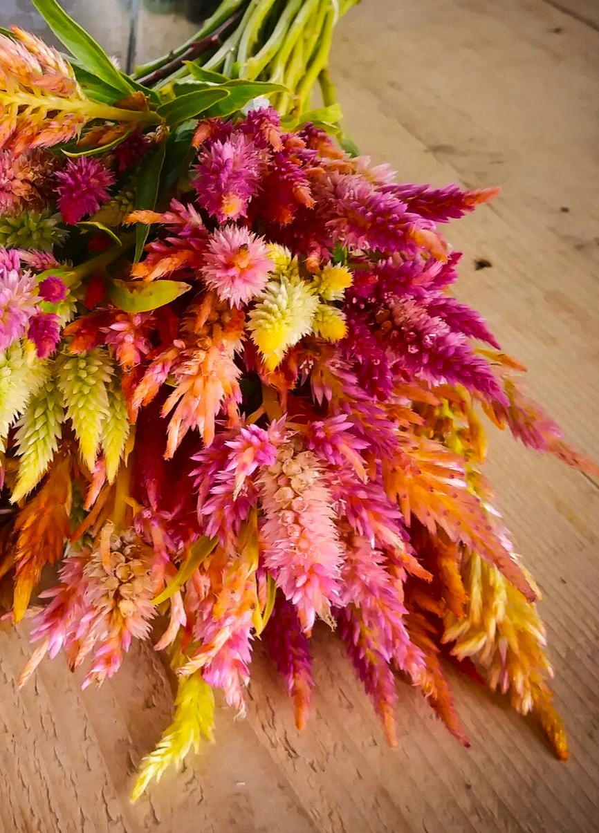 Pampas Plume Mix Celosia - Image 8