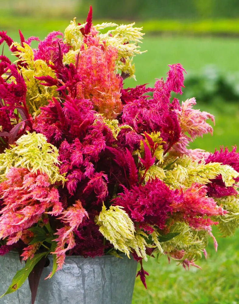 Pampas Plume Mix Celosia - Image 9