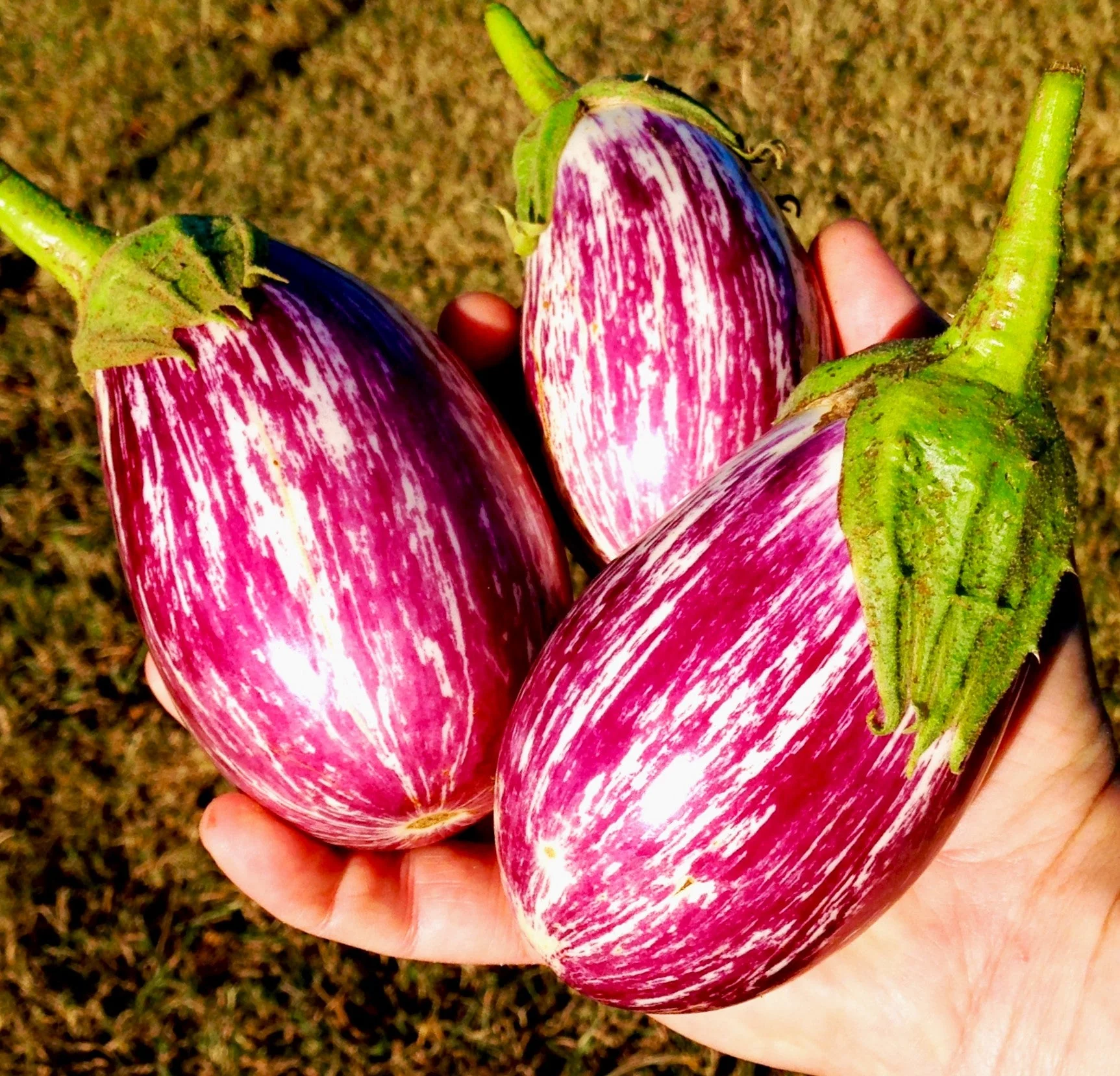 Pandora Striped Rose Eggplant - Image 3