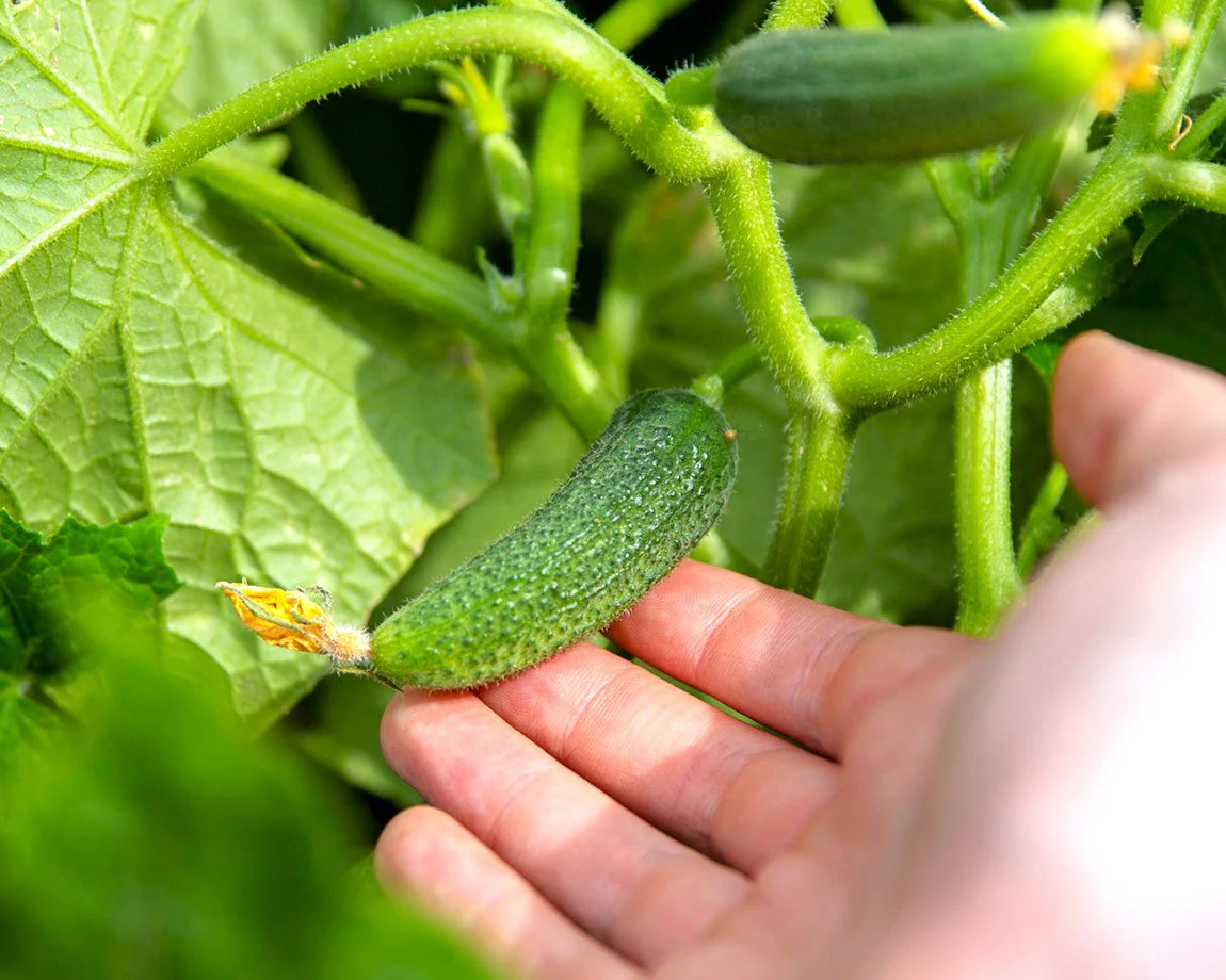 Parisian Gherkin Cucumber - Image 3