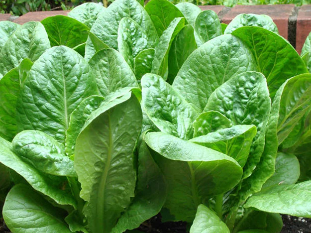 Parris Island Romaine Lettuce - Image 3