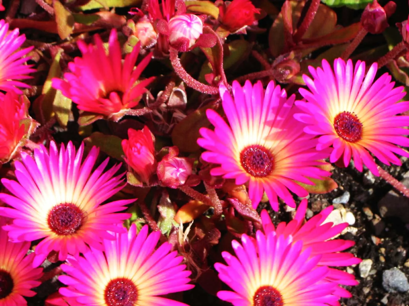 Pastel Mix Livingstone Daisy (Succulent) - Image 10