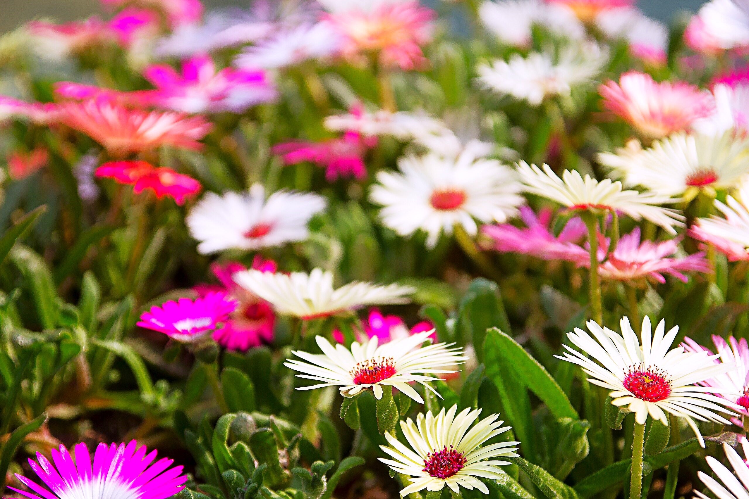 Pastel Mix Livingstone Daisy (Succulent) - Image 5