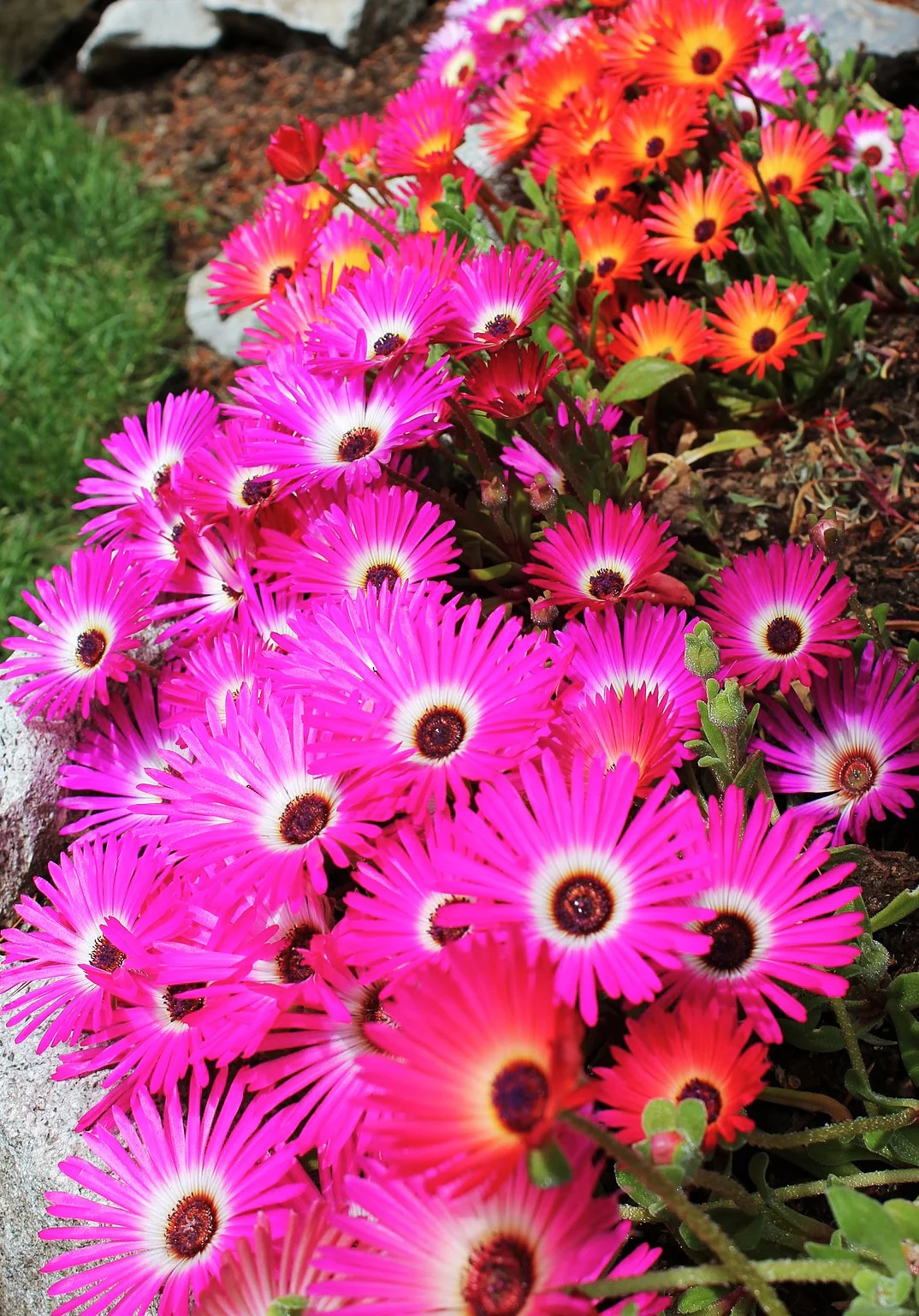 Pastel Mix Livingstone Daisy (Succulent) - Image 7