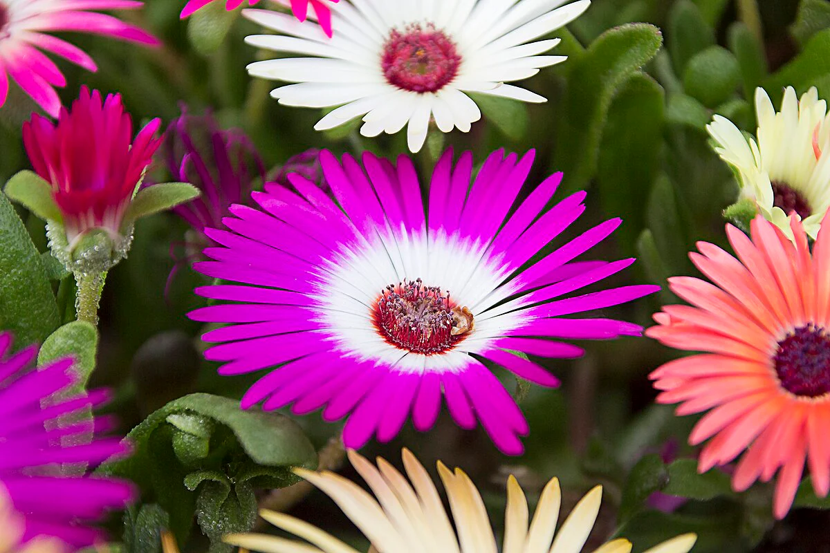 Pastel Mix Livingstone Daisy (Succulent) - Image 8