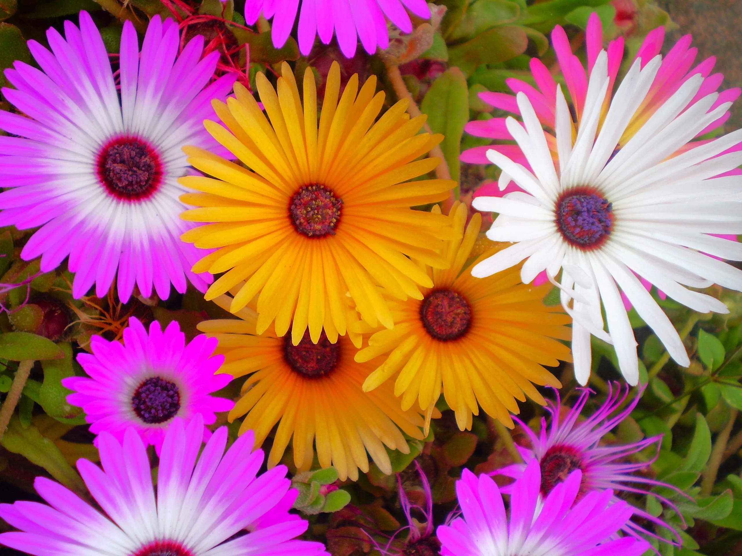 Pastel Mix Livingstone Daisy (Succulent) - Image 9