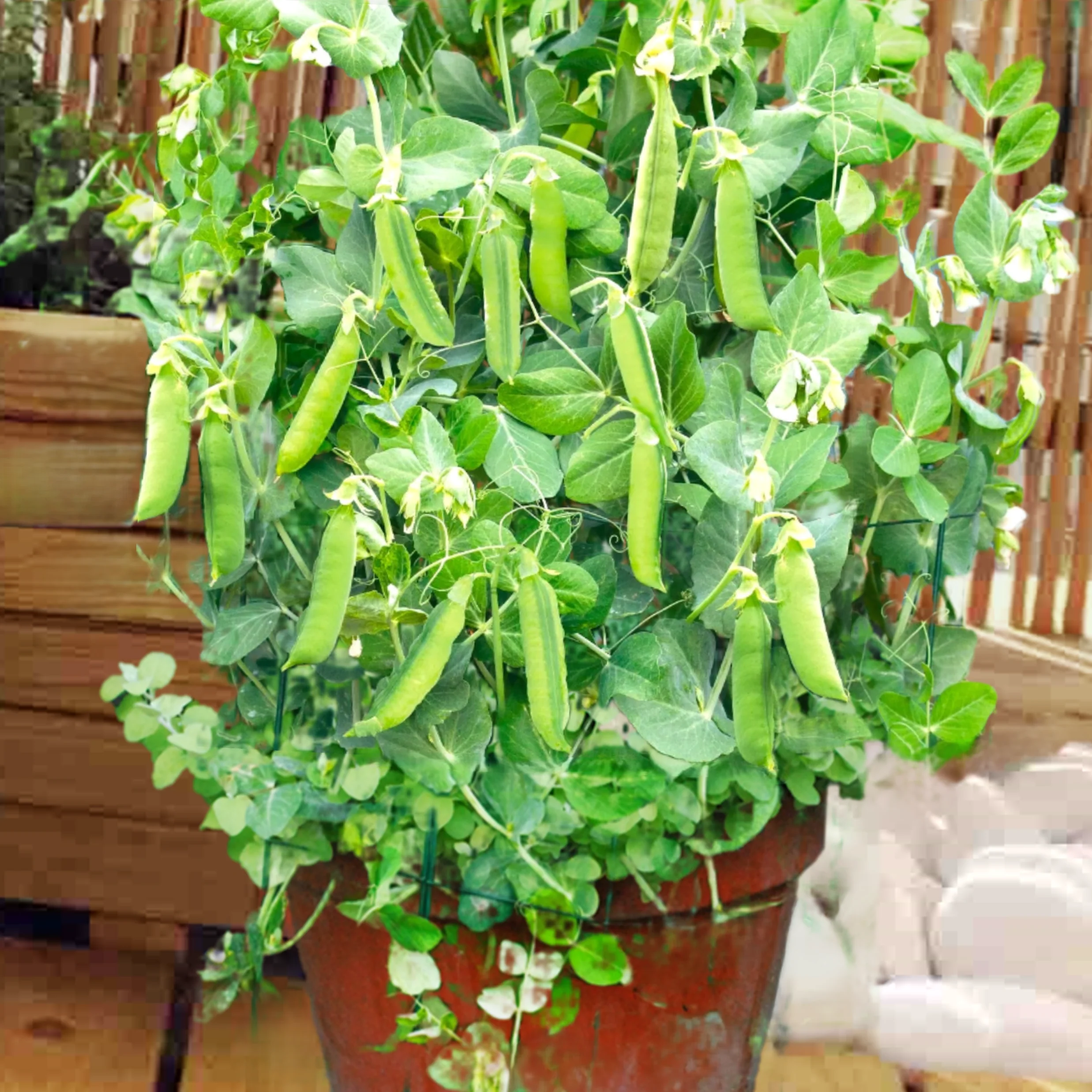 Patio Pride Snap Pea (USDA Organic)