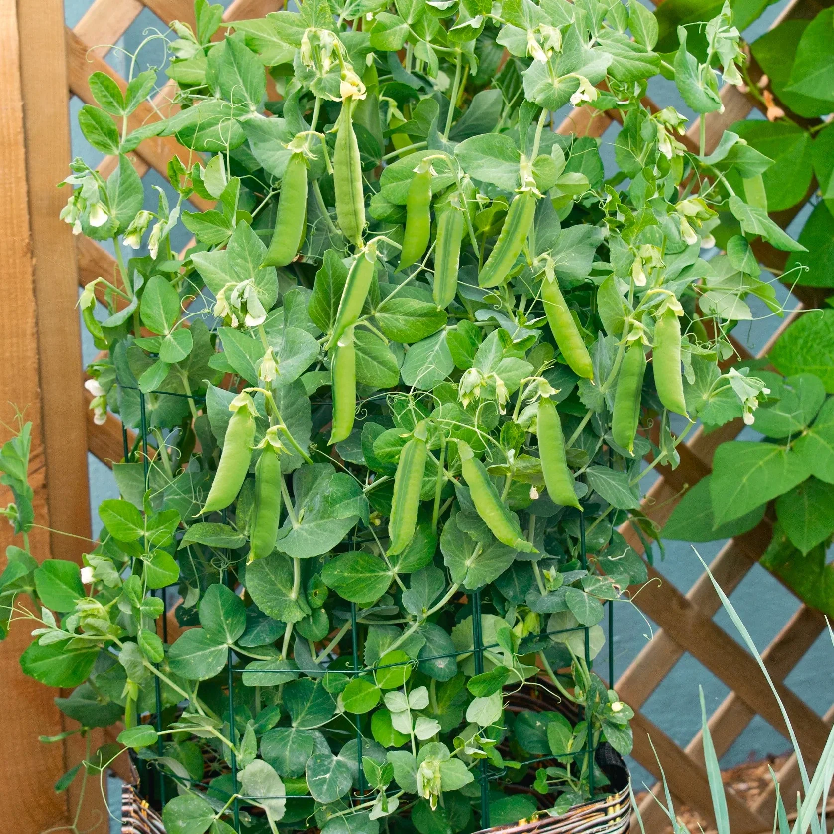 Patio Pride Snap Pea (USDA Organic) - Image 2