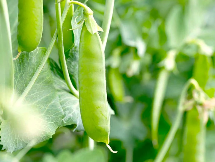 Patio Pride Snap Pea (USDA Organic) - Image 3