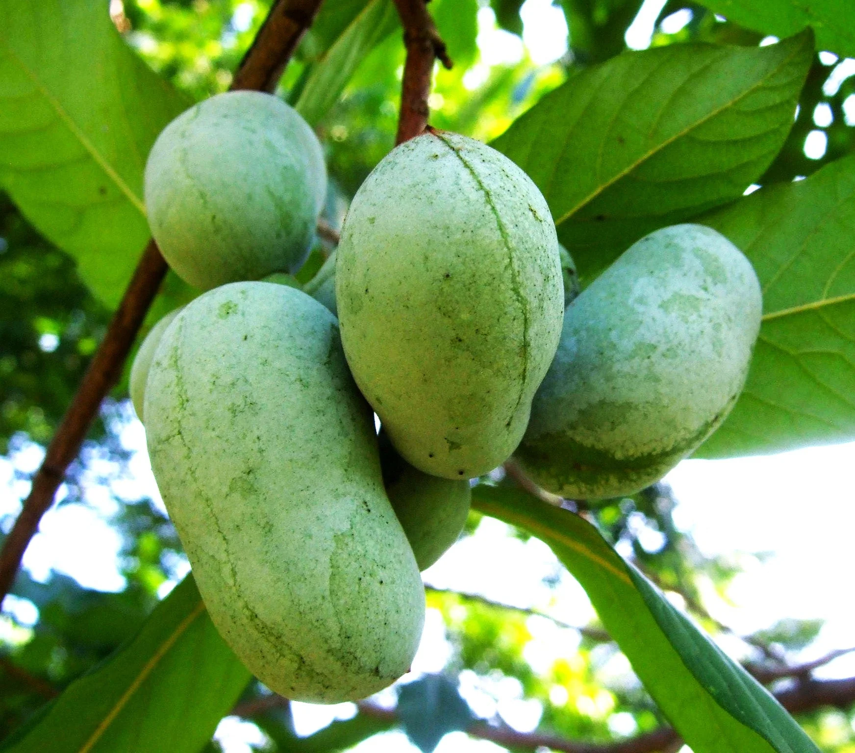 Paw Paw Tree - Image 2