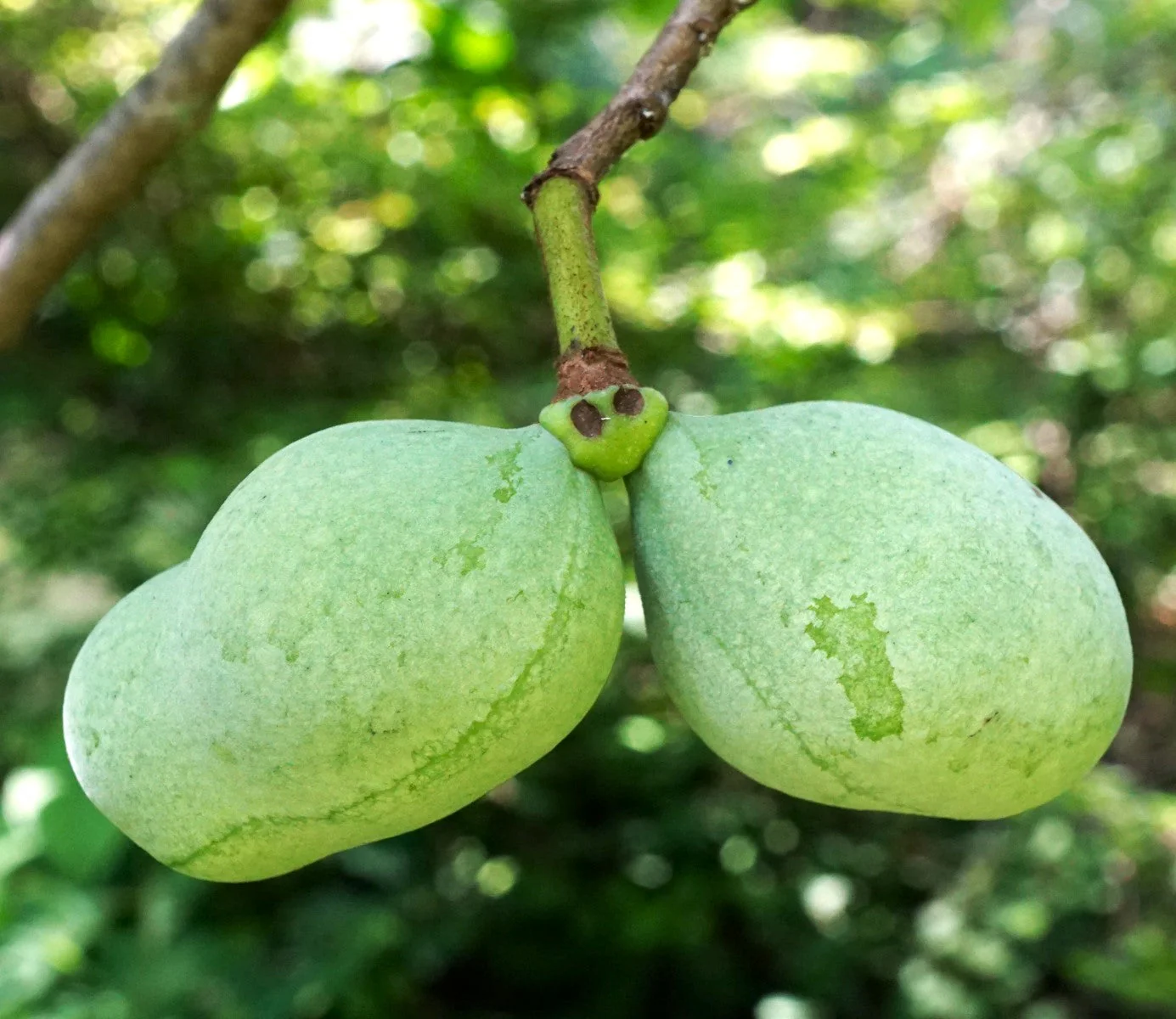 Paw Paw Tree - Image 3