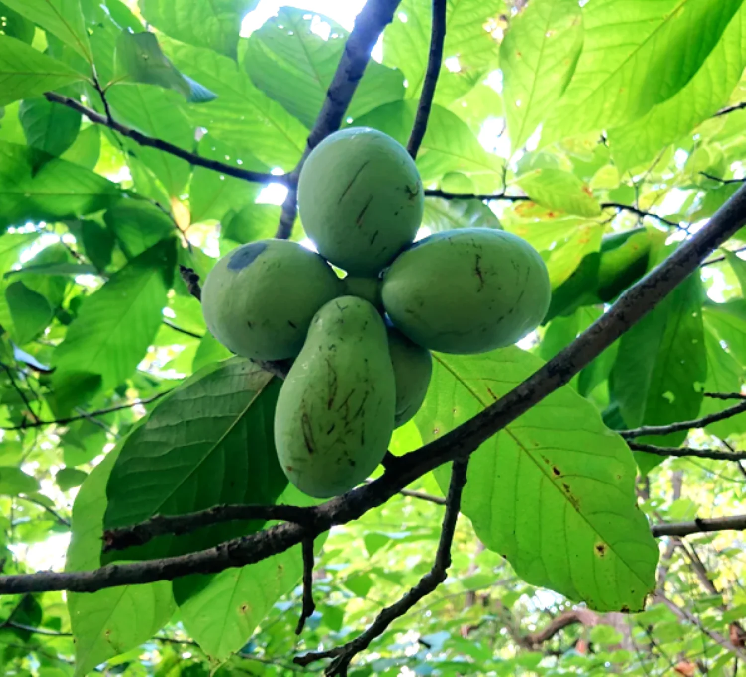 Paw Paw Tree - Image 4