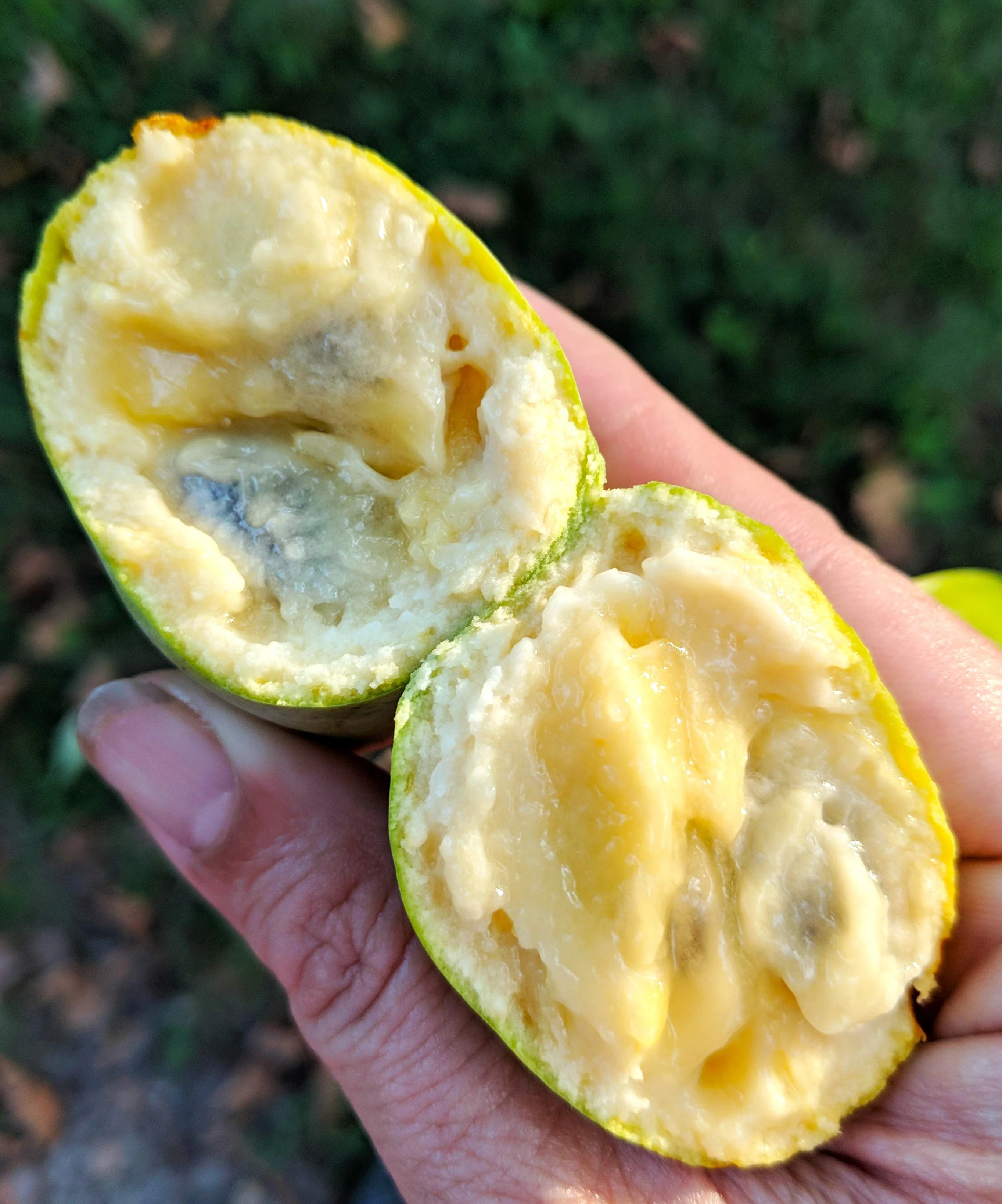 Paw Paw Tree - Image 5