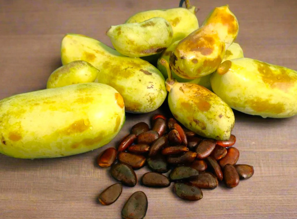 Paw Paw Tree - Image 7