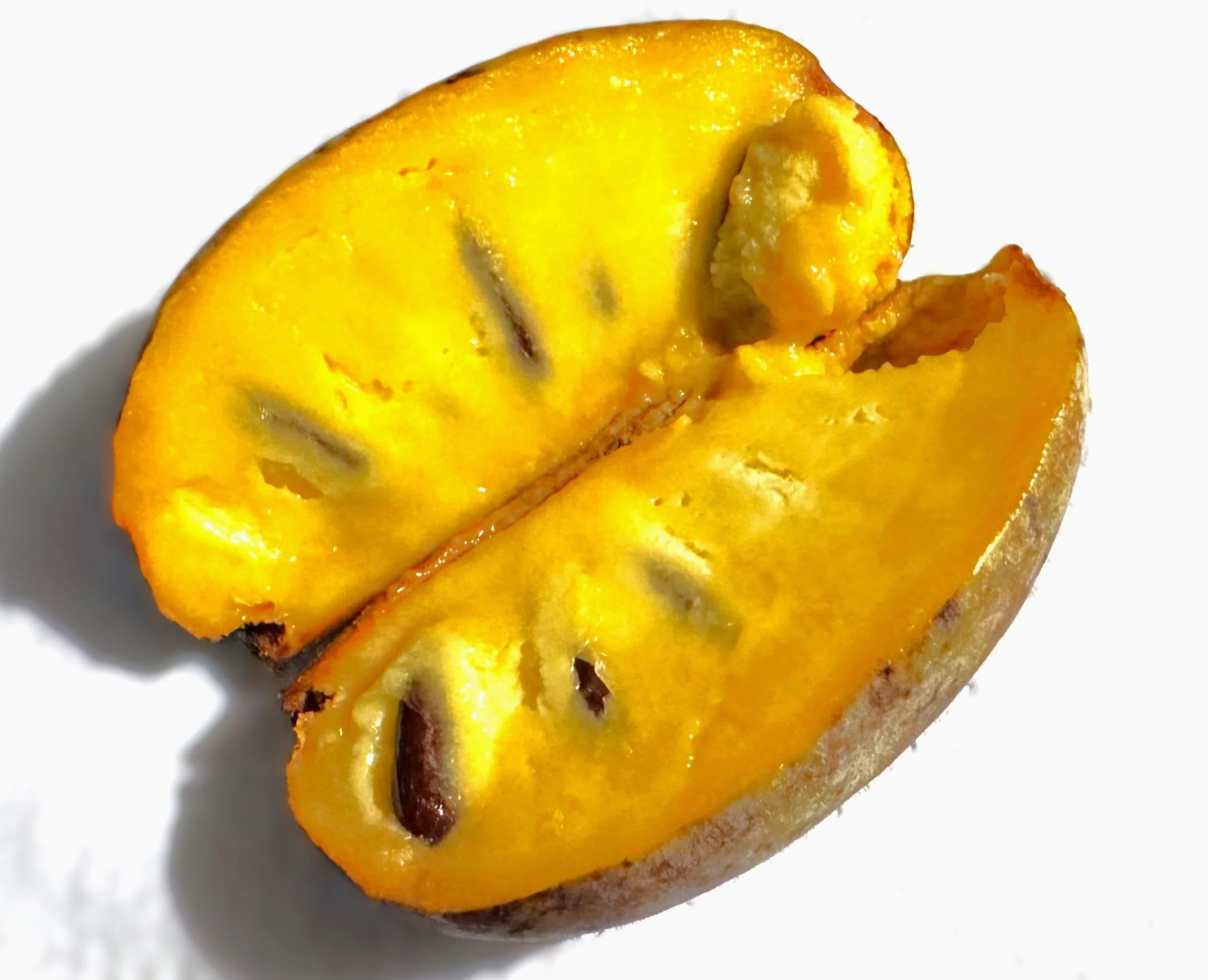 Paw Paw Tree - Image 8