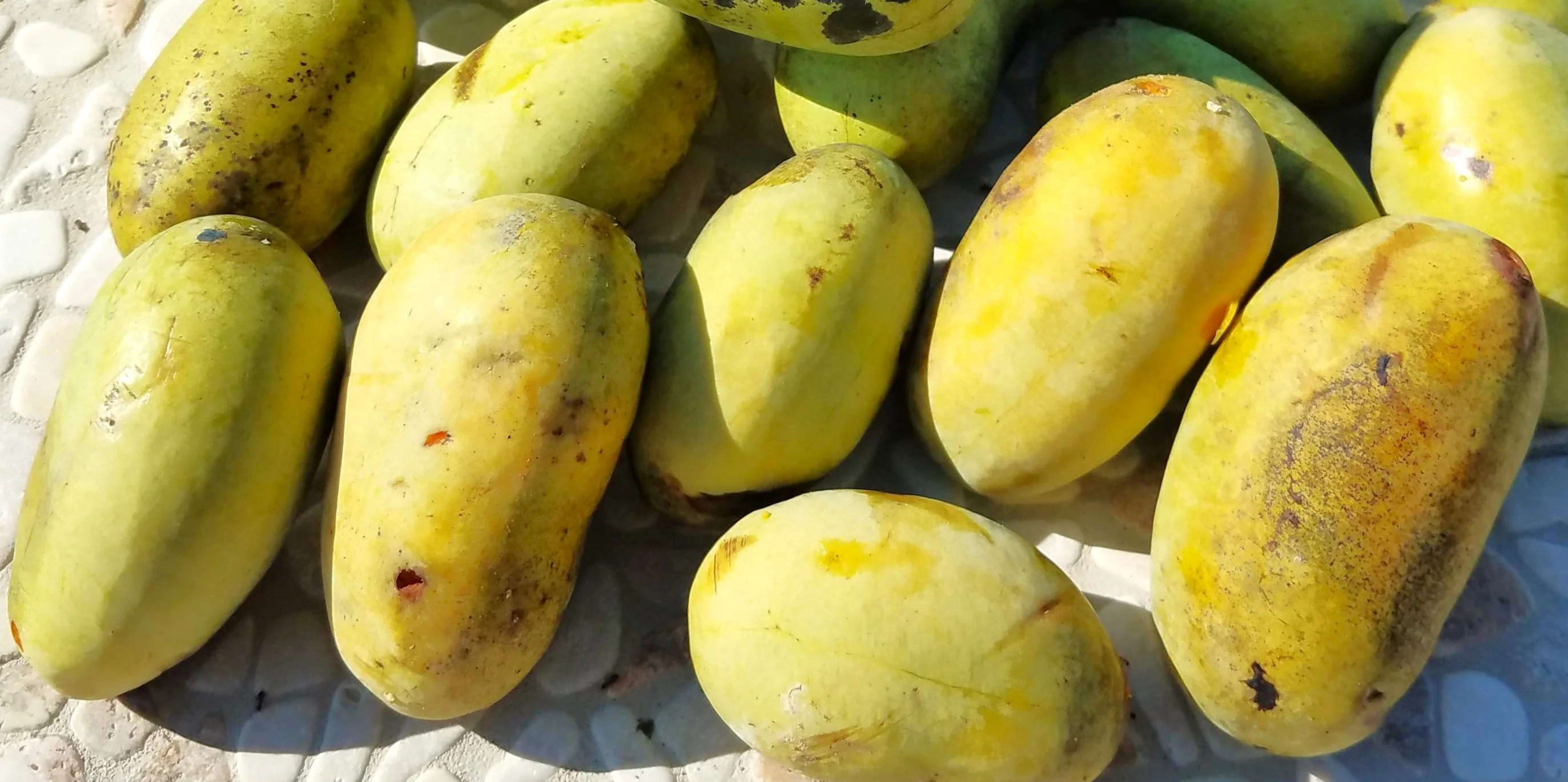 Paw Paw Tree - Image 9