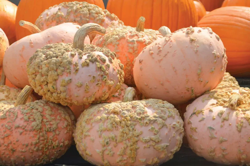 Peanut Pumpkin (Galeux d'Eysines) - Image 3