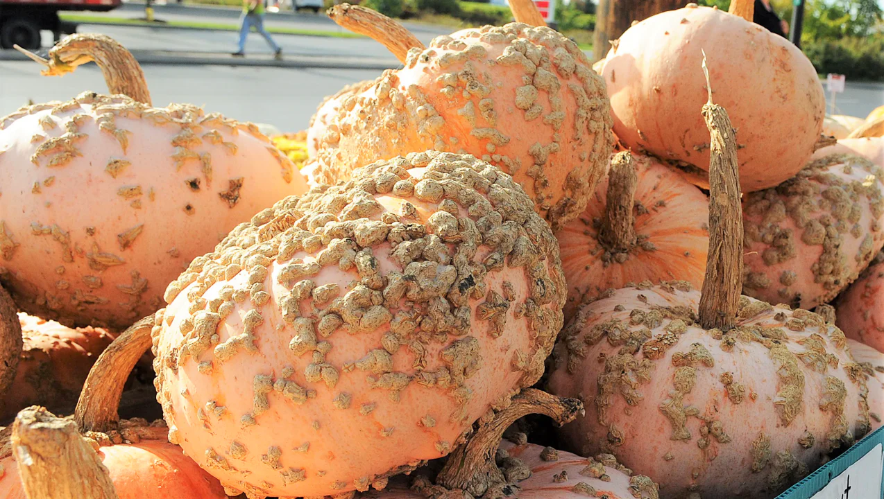 Peanut Pumpkin (Galeux d'Eysines) - Image 4