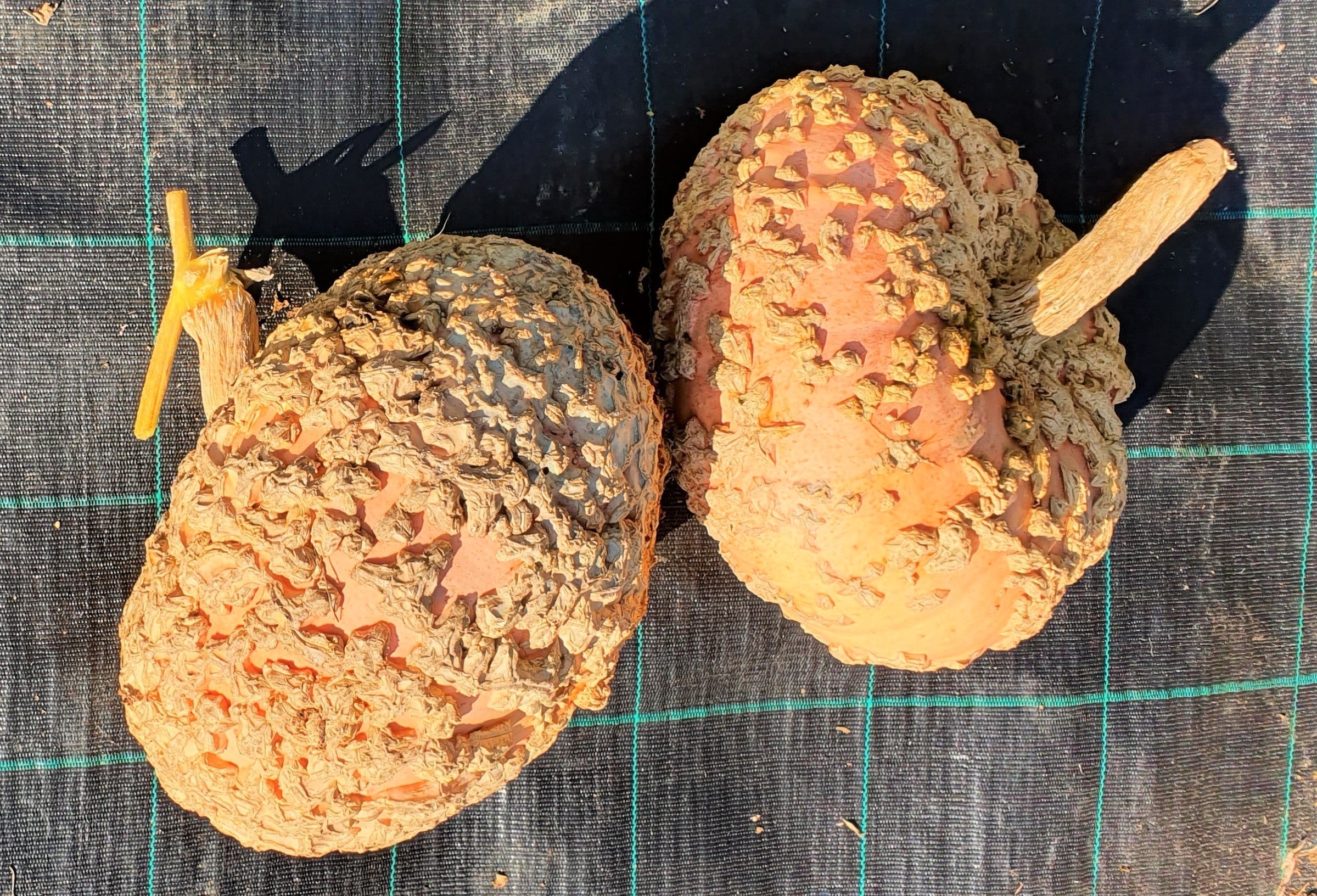 Peanut Pumpkin (Galeux d'Eysines) - Image 5