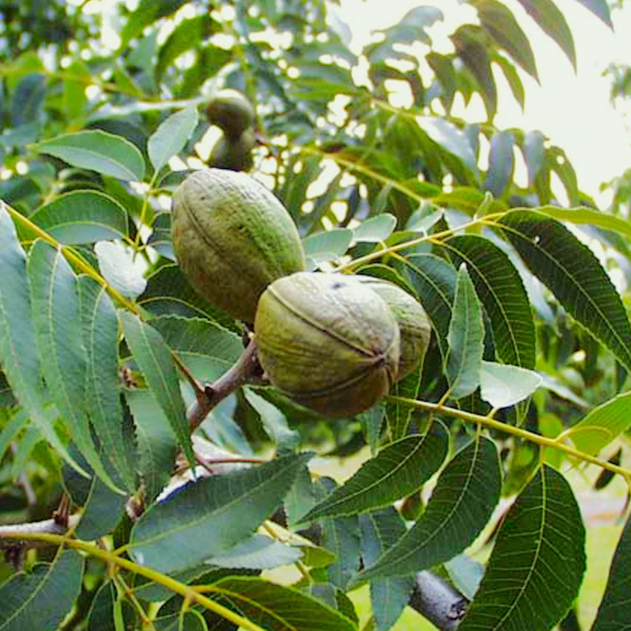 Pecan Tree
