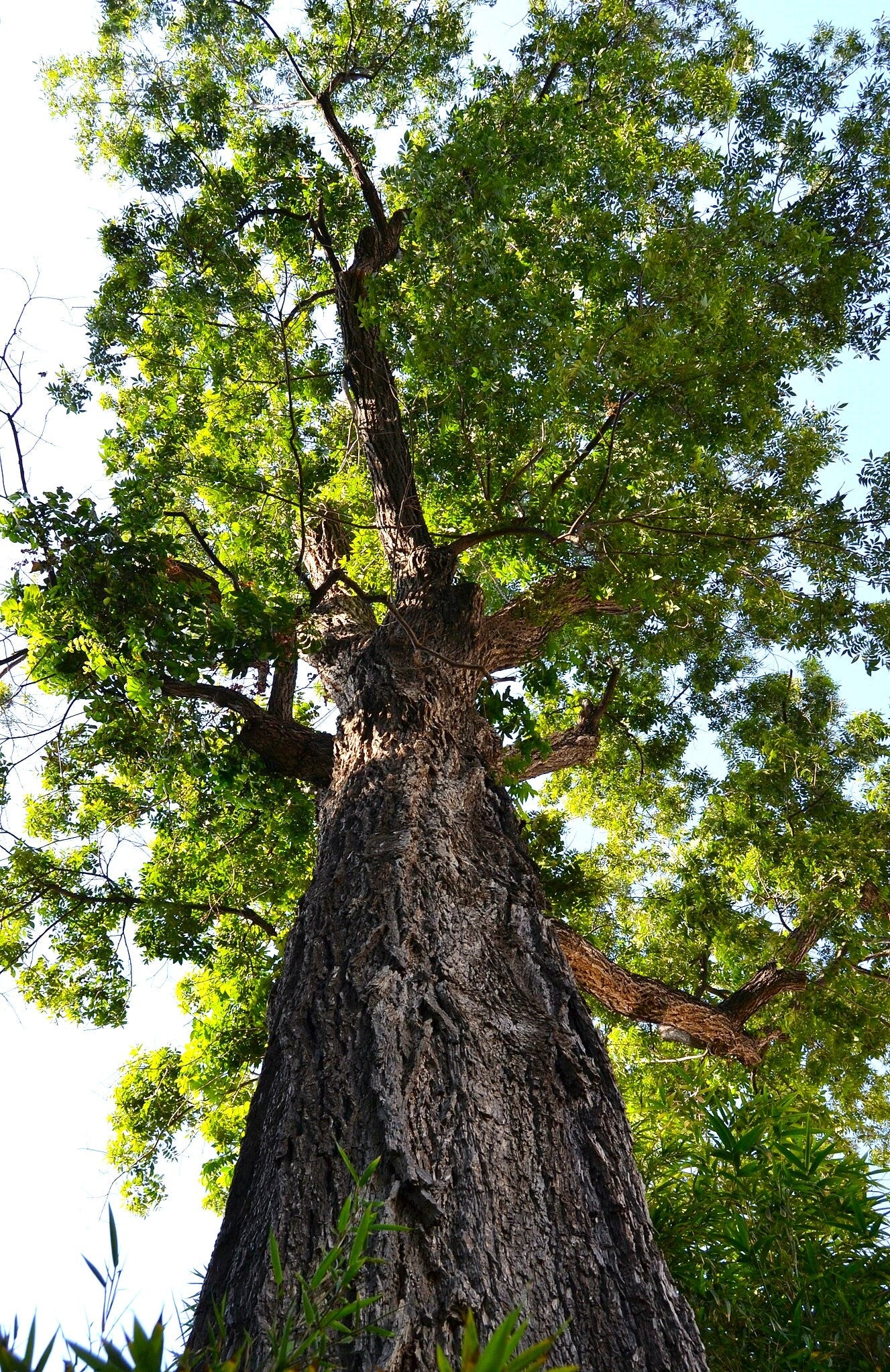 Pecan Tree - Image 2