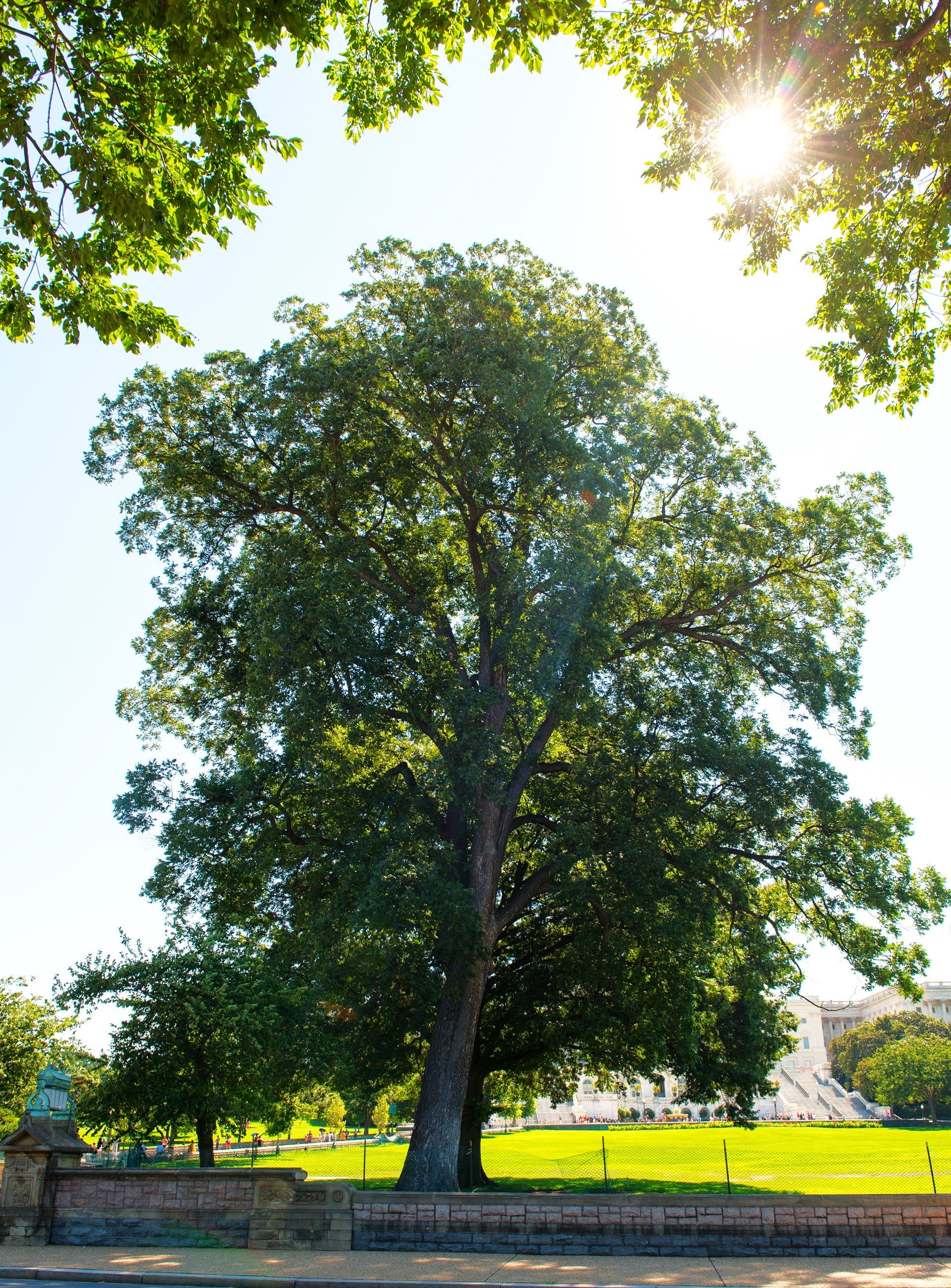 Pecan Tree - Image 3